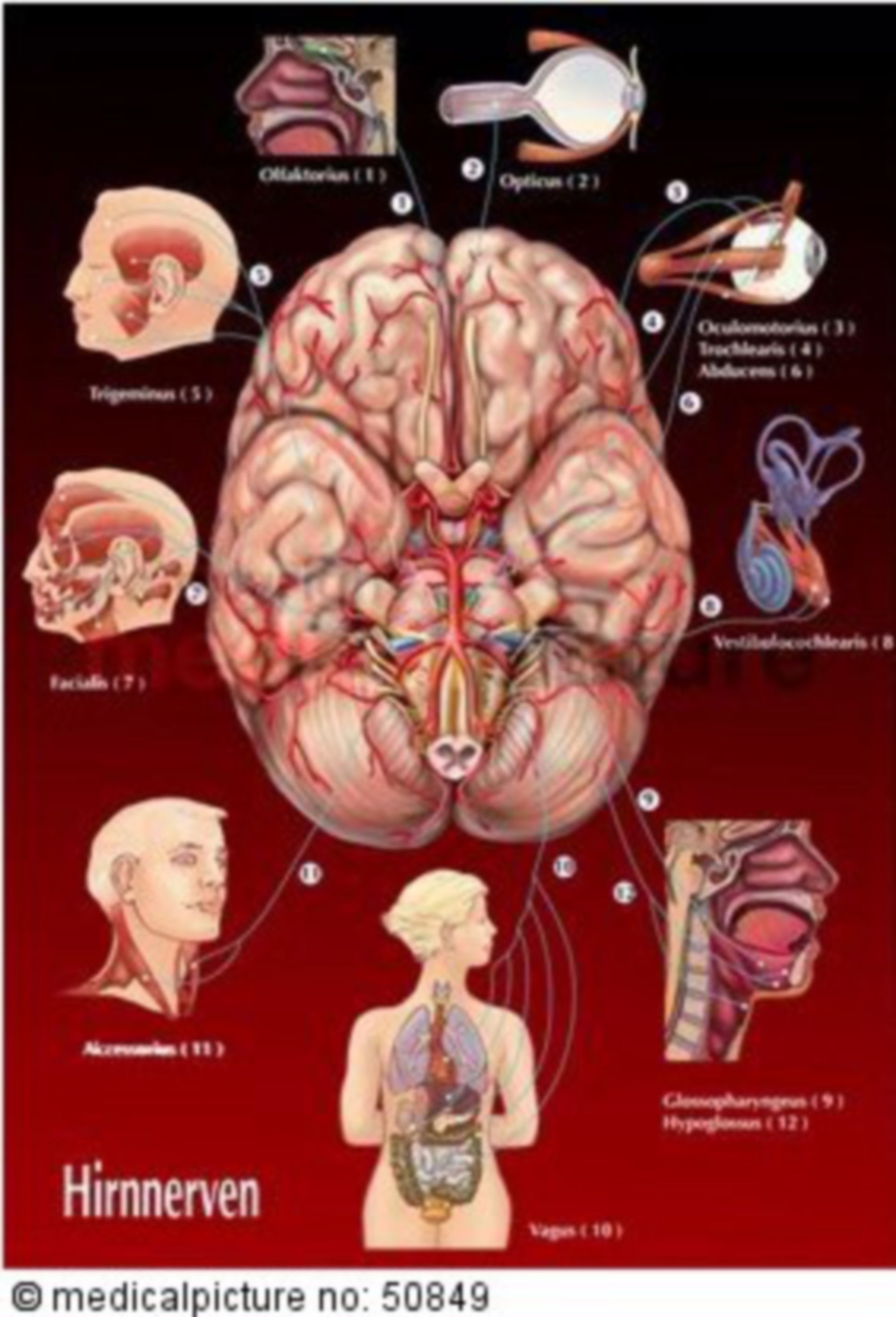 Cranial Nerves and their Functions