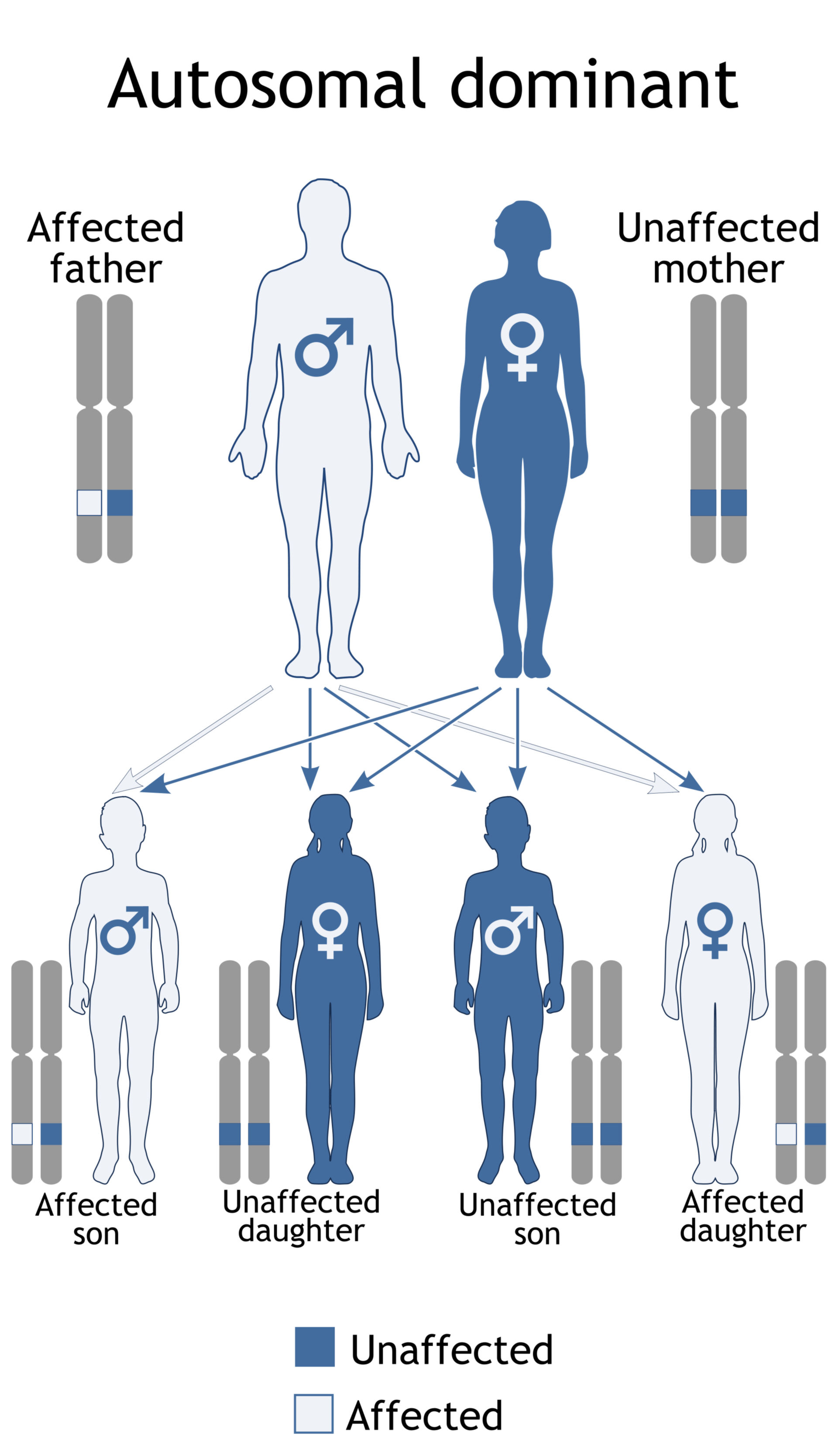Autosomal dominant heredity