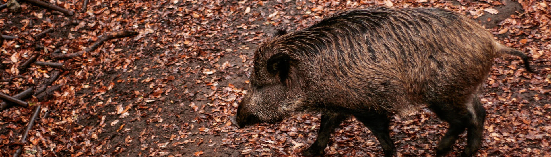 Powassan Virus Alarm In Maine: Erster Fall Bestätigt! Die Wichtigsten Schutzmaßnahmen! - 2ho7d4r