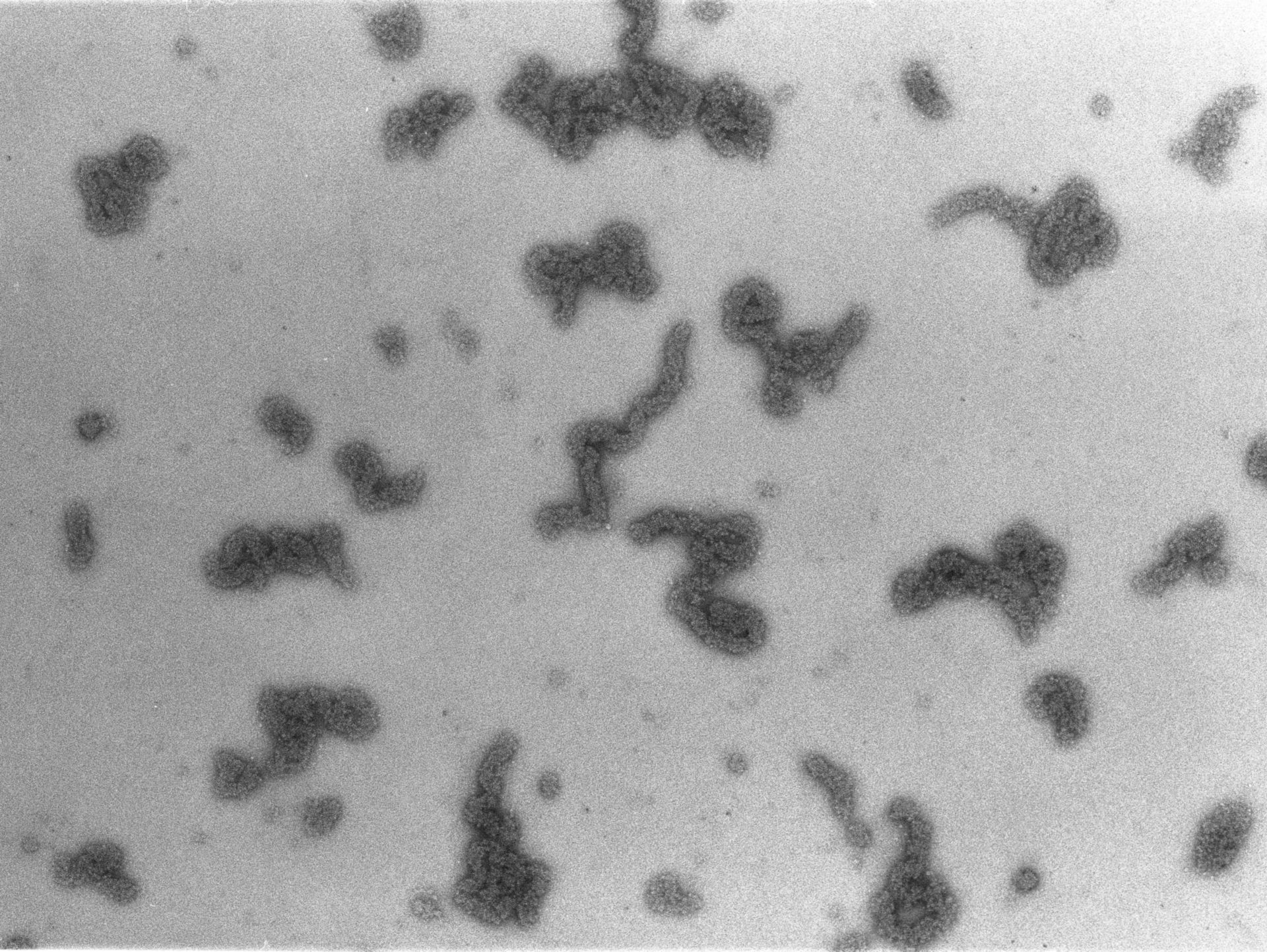 Necturus maculosus (Nucleate erythrocyte) - CIL:749