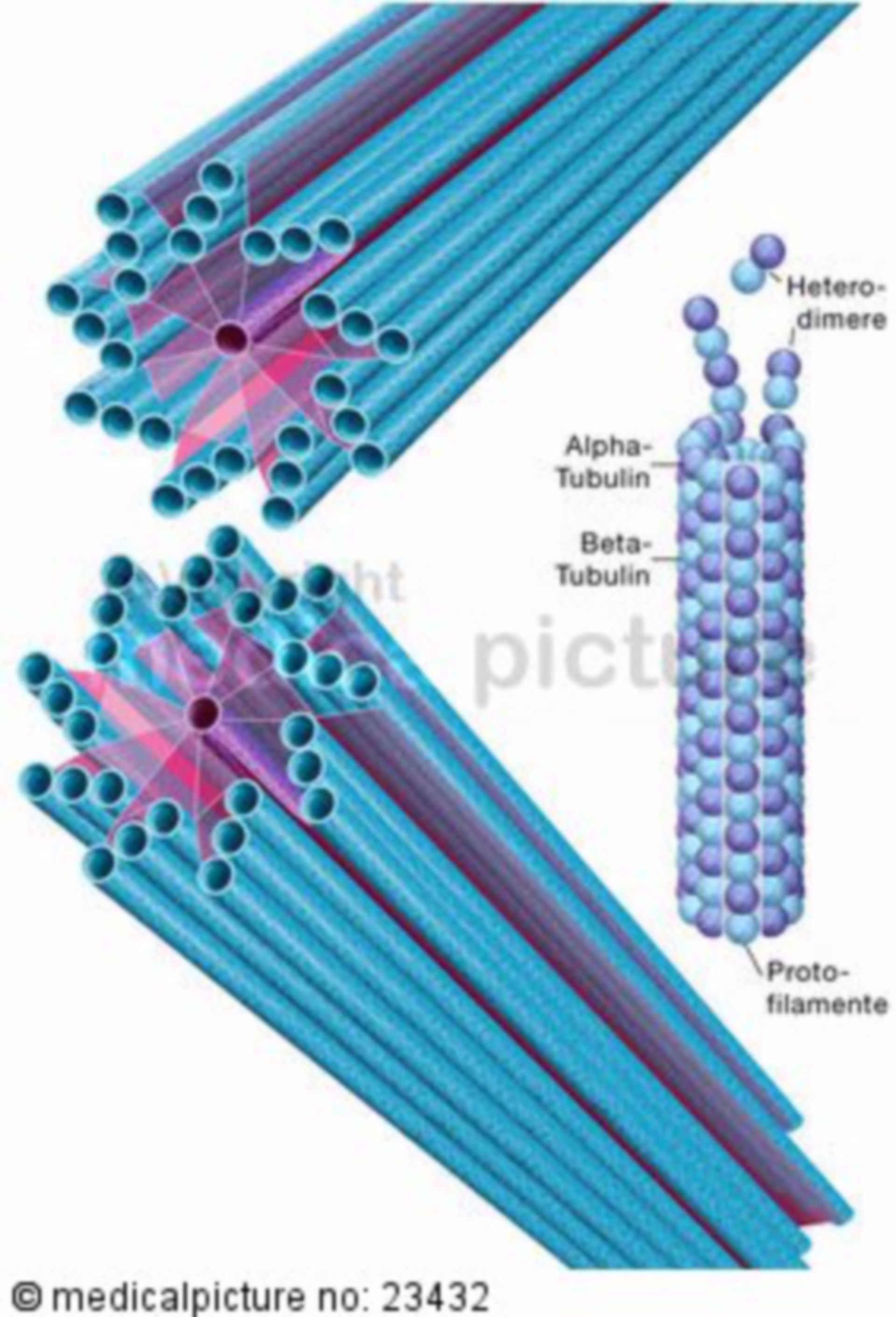 Mikrotubuli und Zentriolen