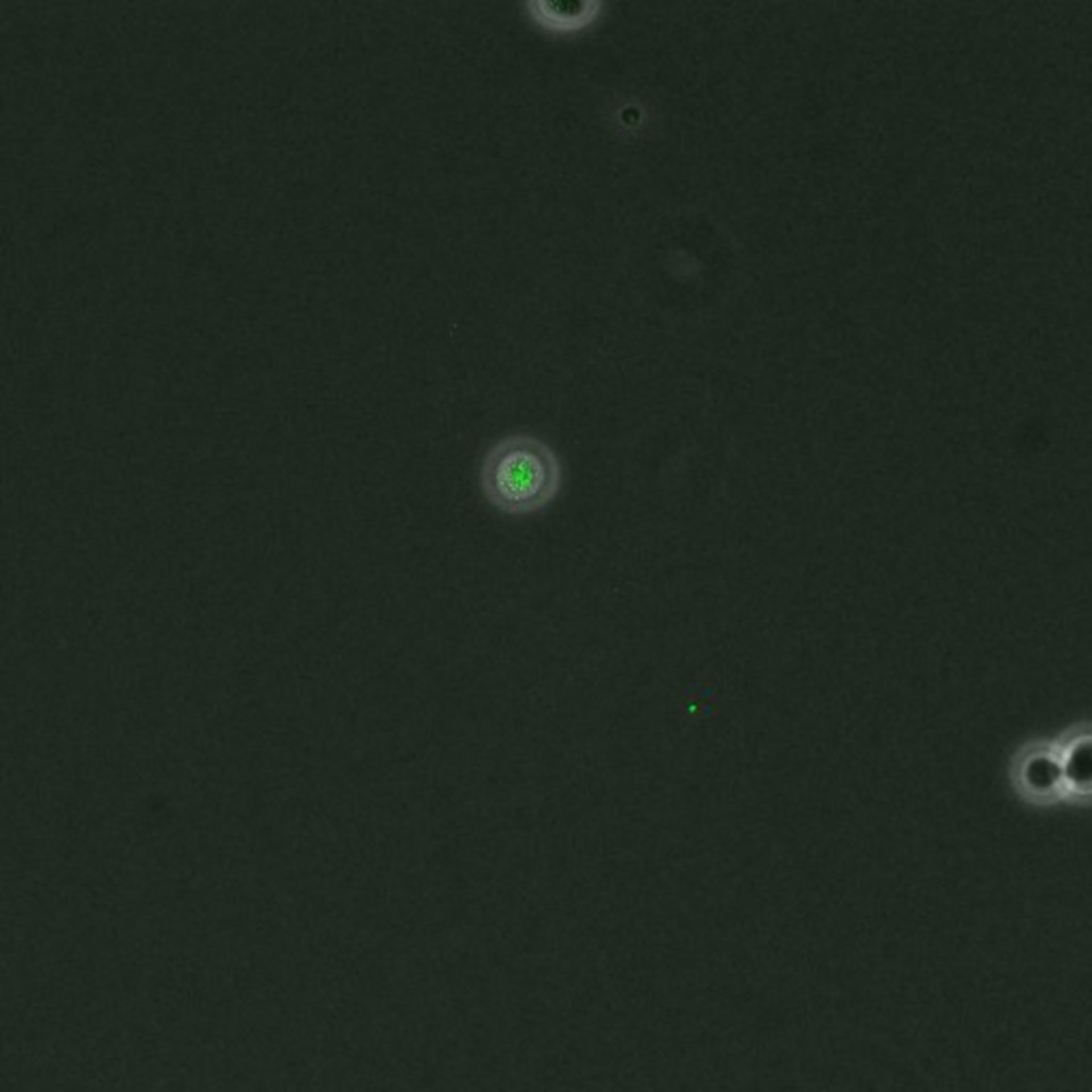 Saccharomyces cerevisiae (DNA replication preinitiation complex) - CIL:35676
