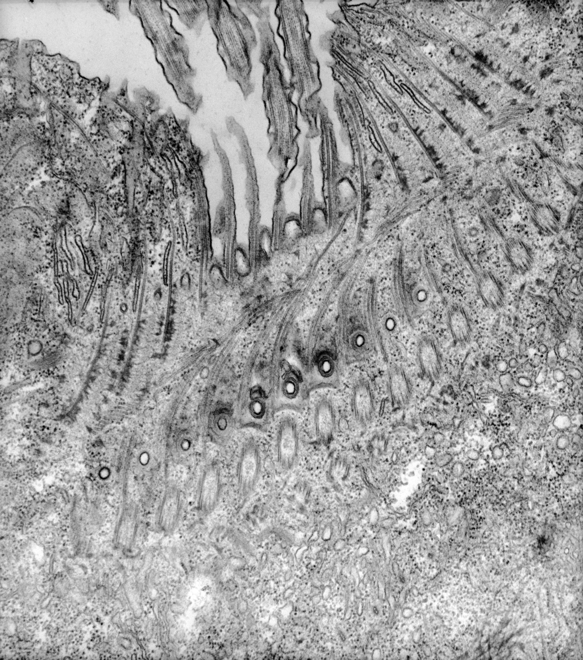 Paramecium caudatum (Oral apparatus) - CIL:39176