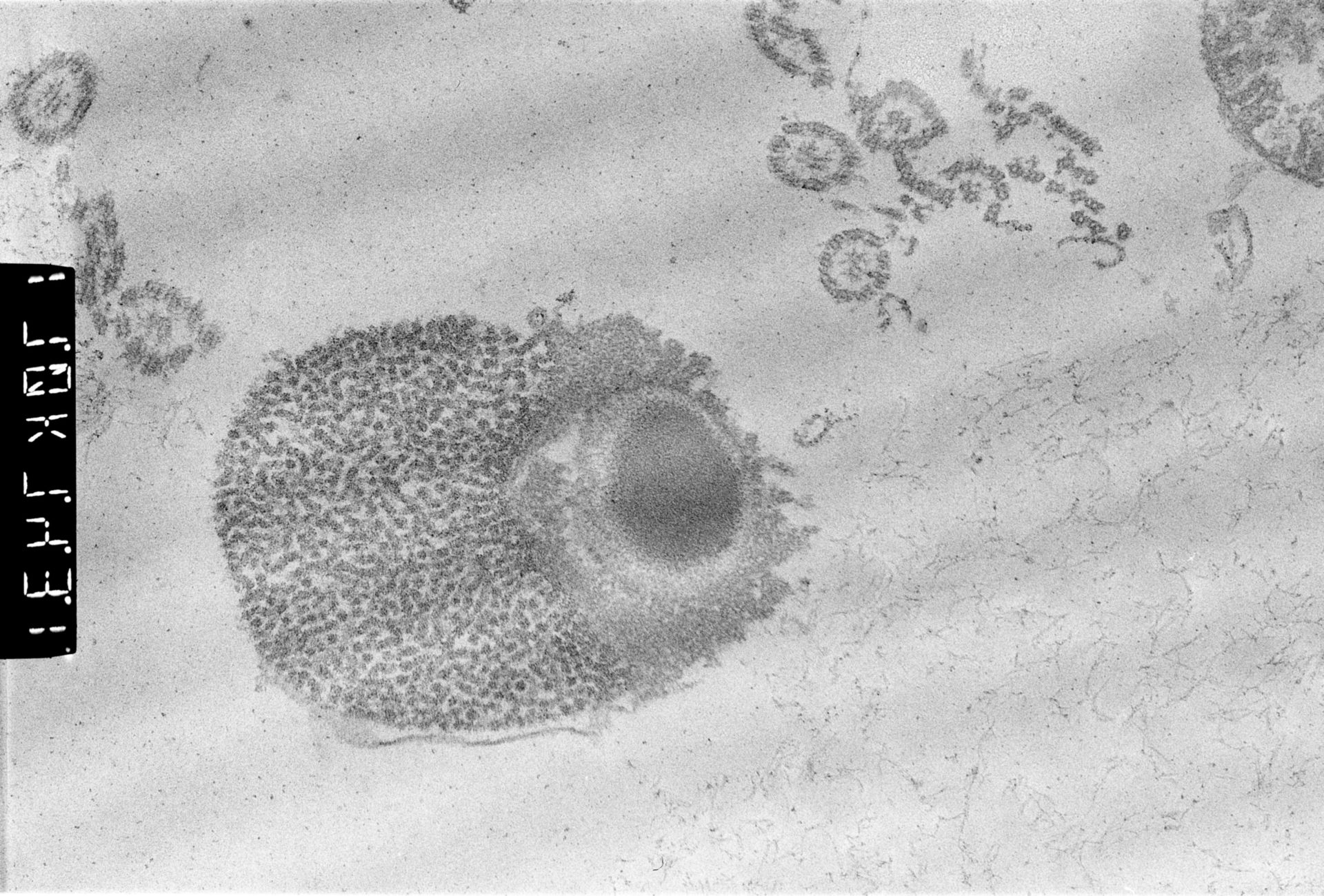 Patiria miniata (Male germ cell nucleus) - CIL:502