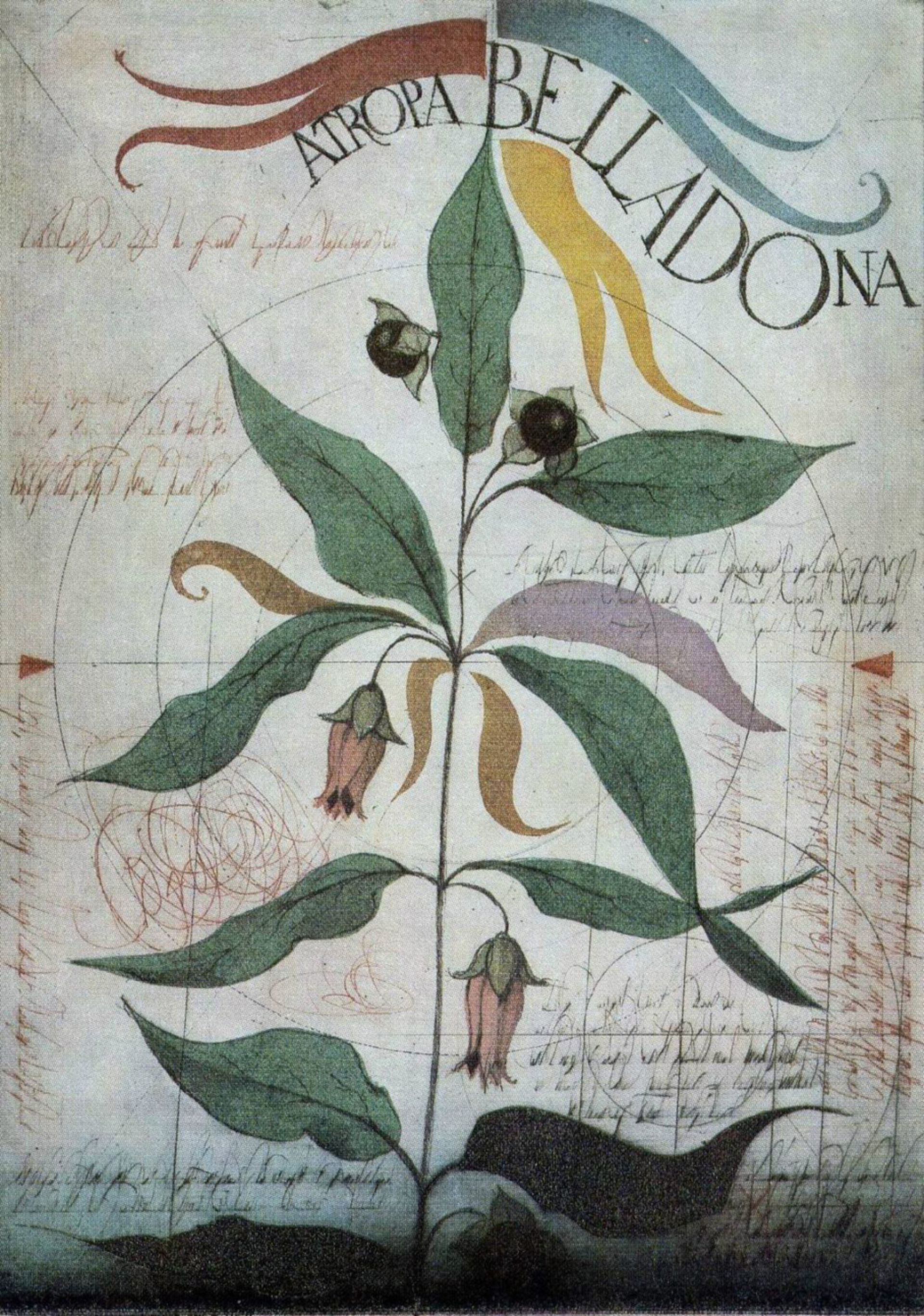 Atropa Belladona