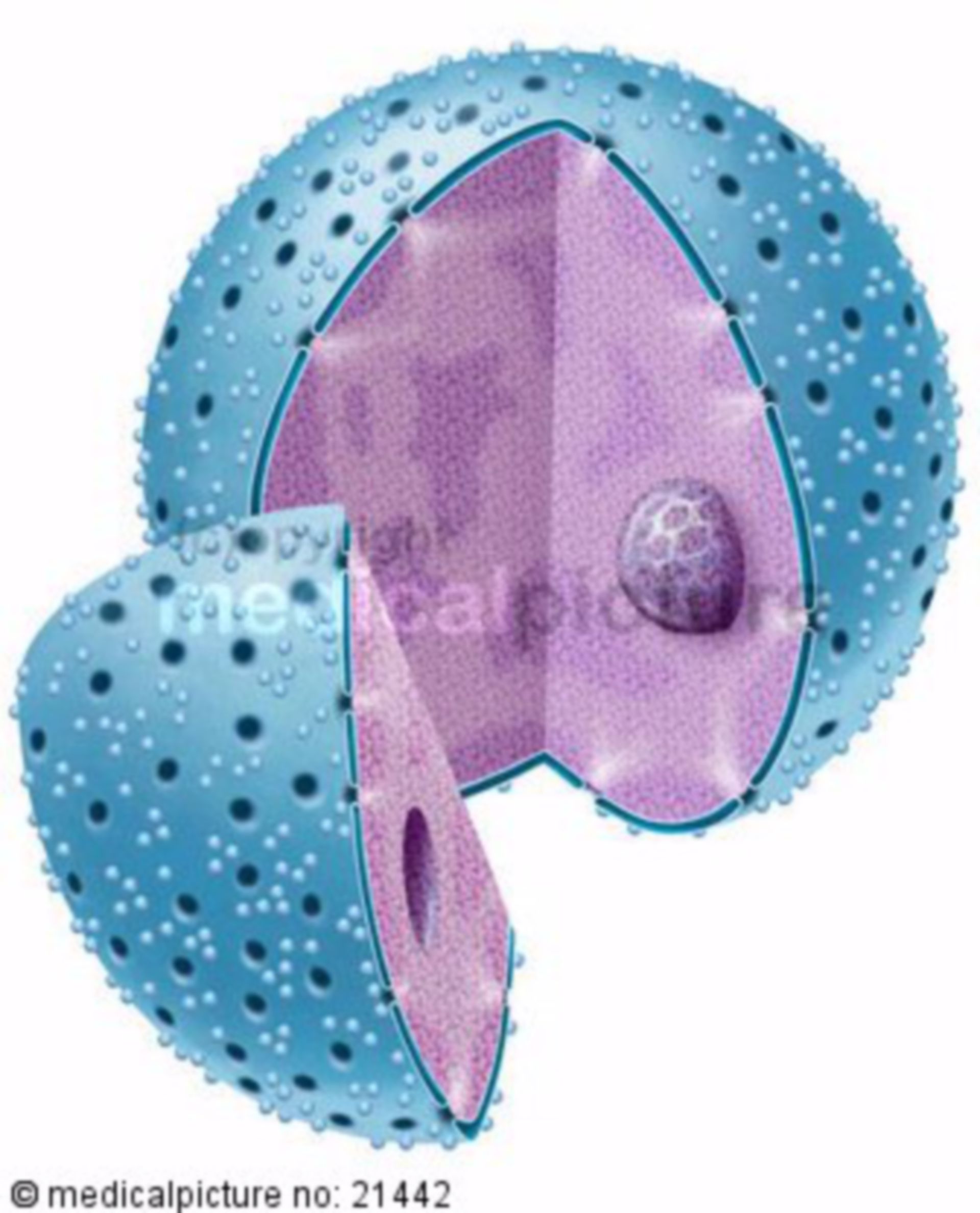 Nucleus with nucleoles