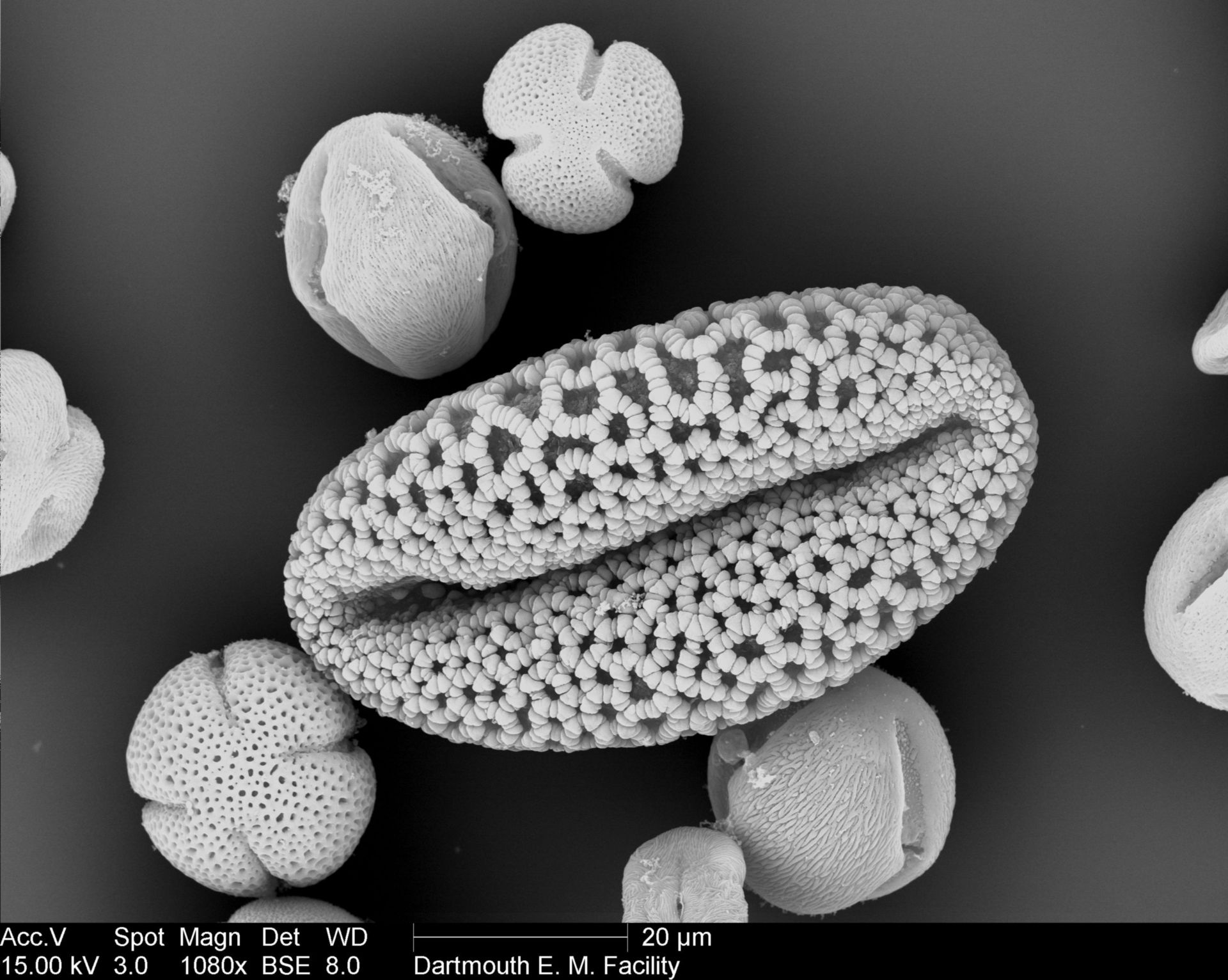 Lilium longiflorum (Pollen wall) - CIL:40297