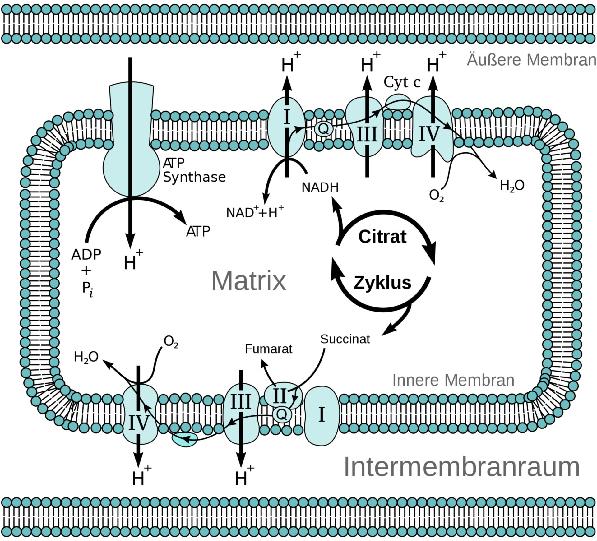 Schematische Darstellung der mitochondrialen Elektronentransportkette (Atmungskette)