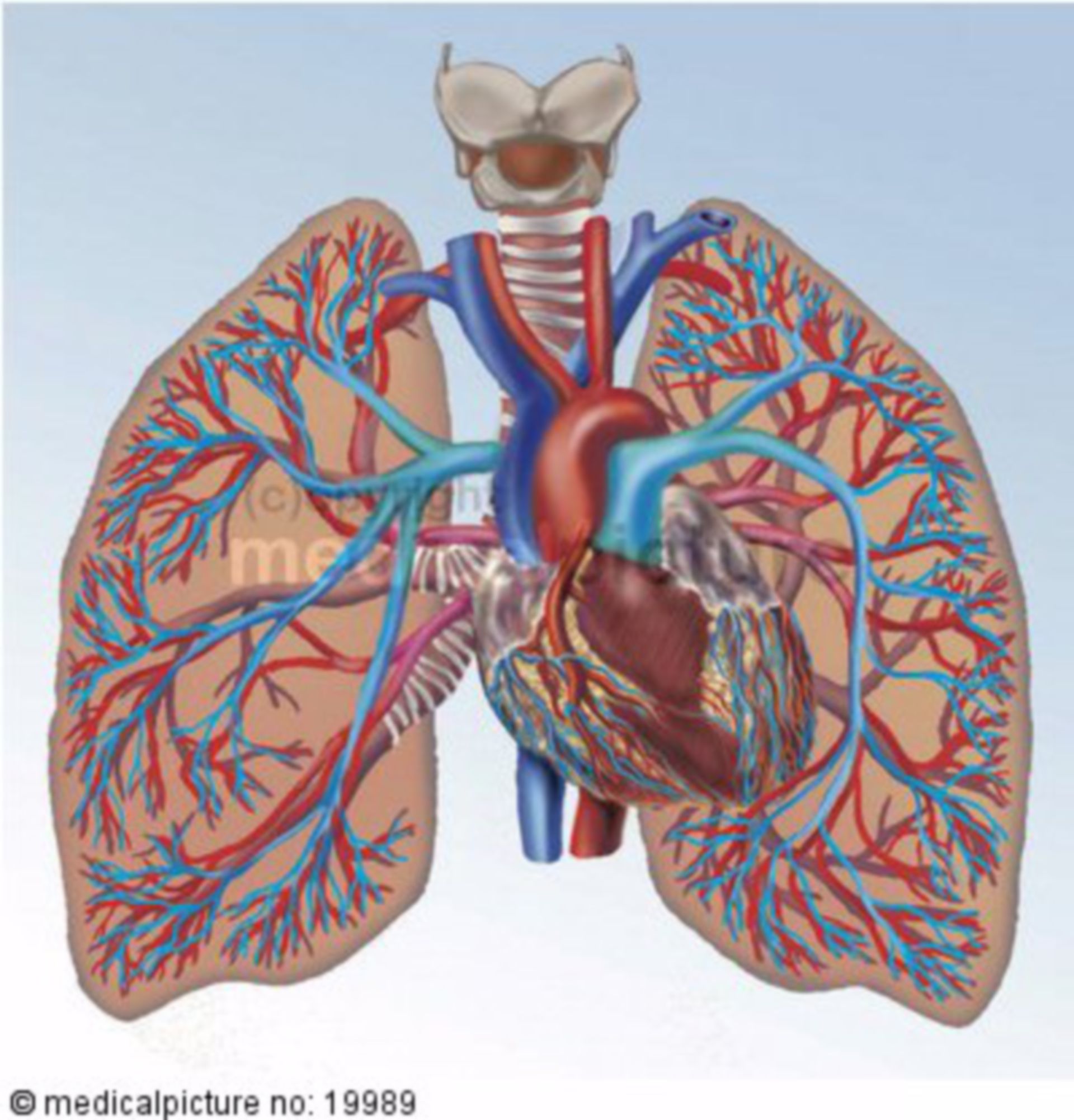 Heart-lung circulation