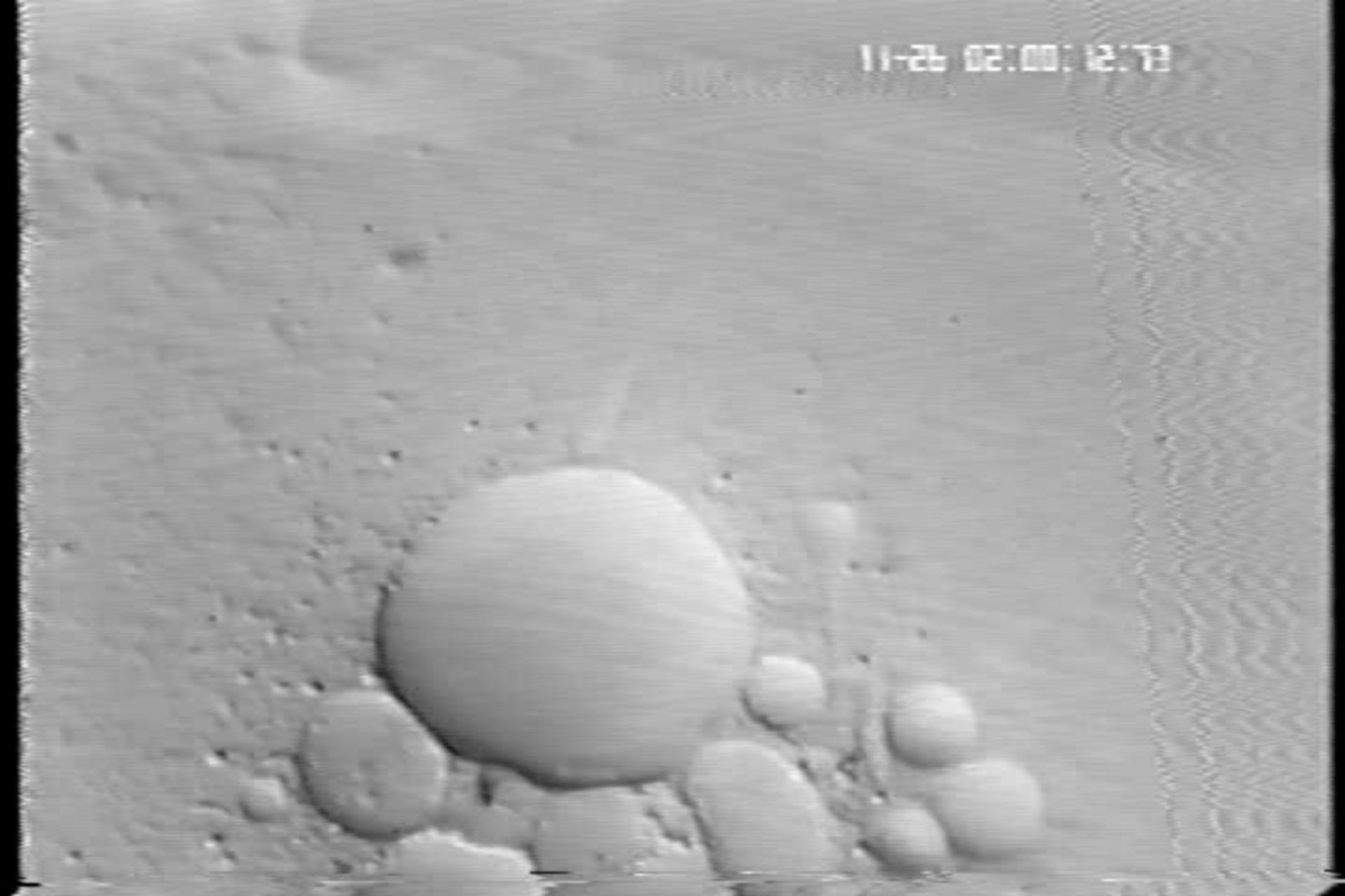 Paramecium multimicronucleatum (Contractile vacuole) - CIL:10416