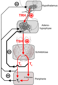 Der thyreotrope Regelkreis oder die Hypothalamisch-Hypophysär-Thyreotrope Achse (vereinfachte Darstellung). Die Endprodukte T4 und T3 hemmen sowohl die TRH- als auch die TSH-Bildung. Von Kuebi = Armin Kübelbeck - Eigenes Werk, CC BY-SA 3.0, https://commons.wikimedia.org/w/index.php?curid=4313675 