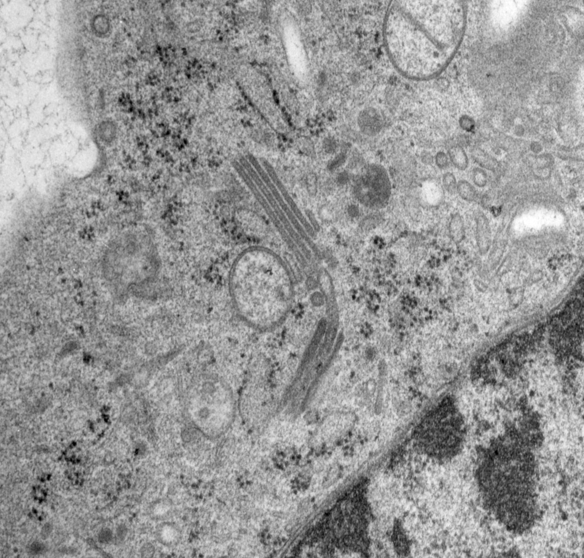 Rattus norvegicus (Golgi cisterna) - CIL:24766