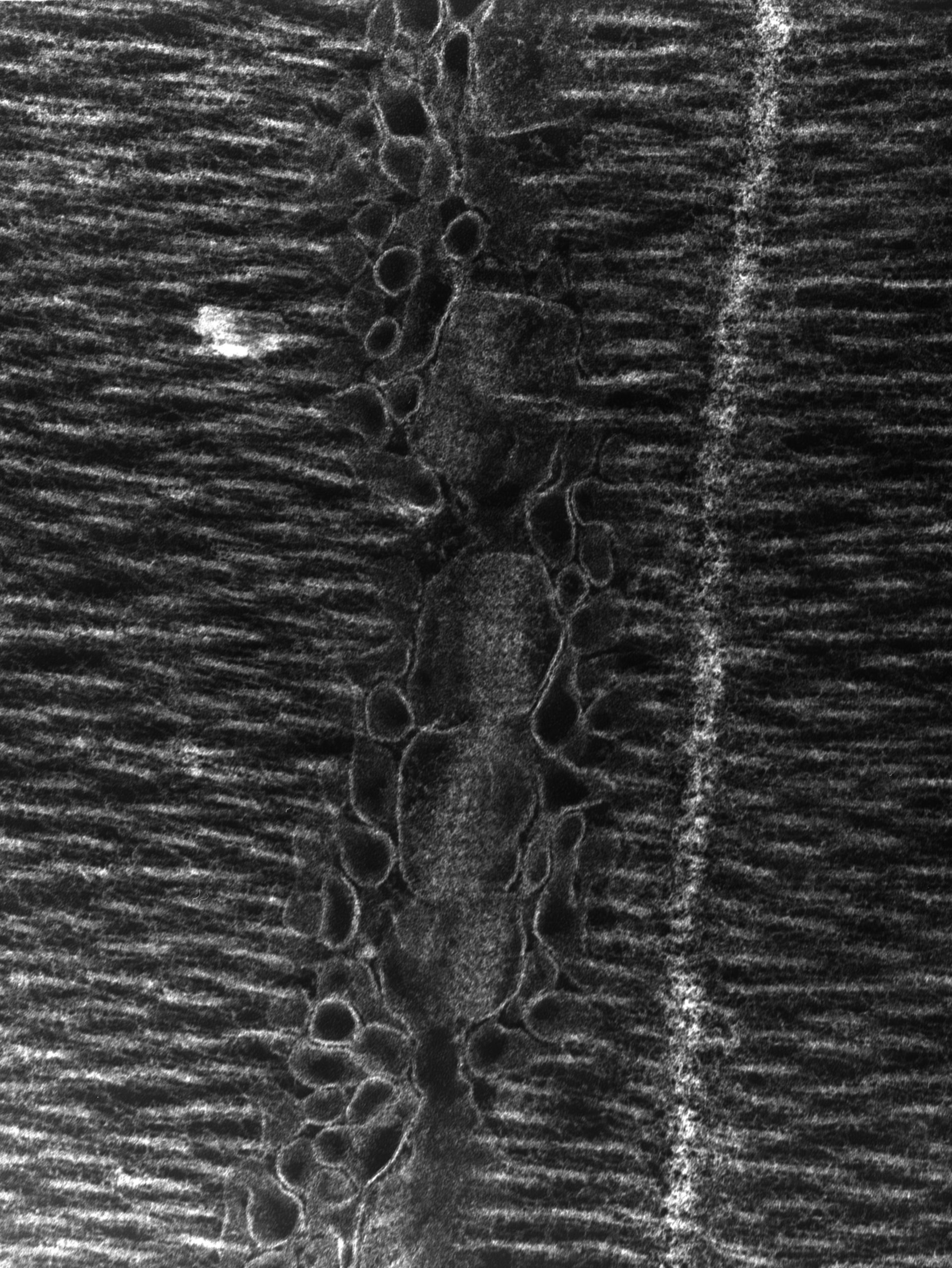 Damselfly (T-tubule) - CIL:36130