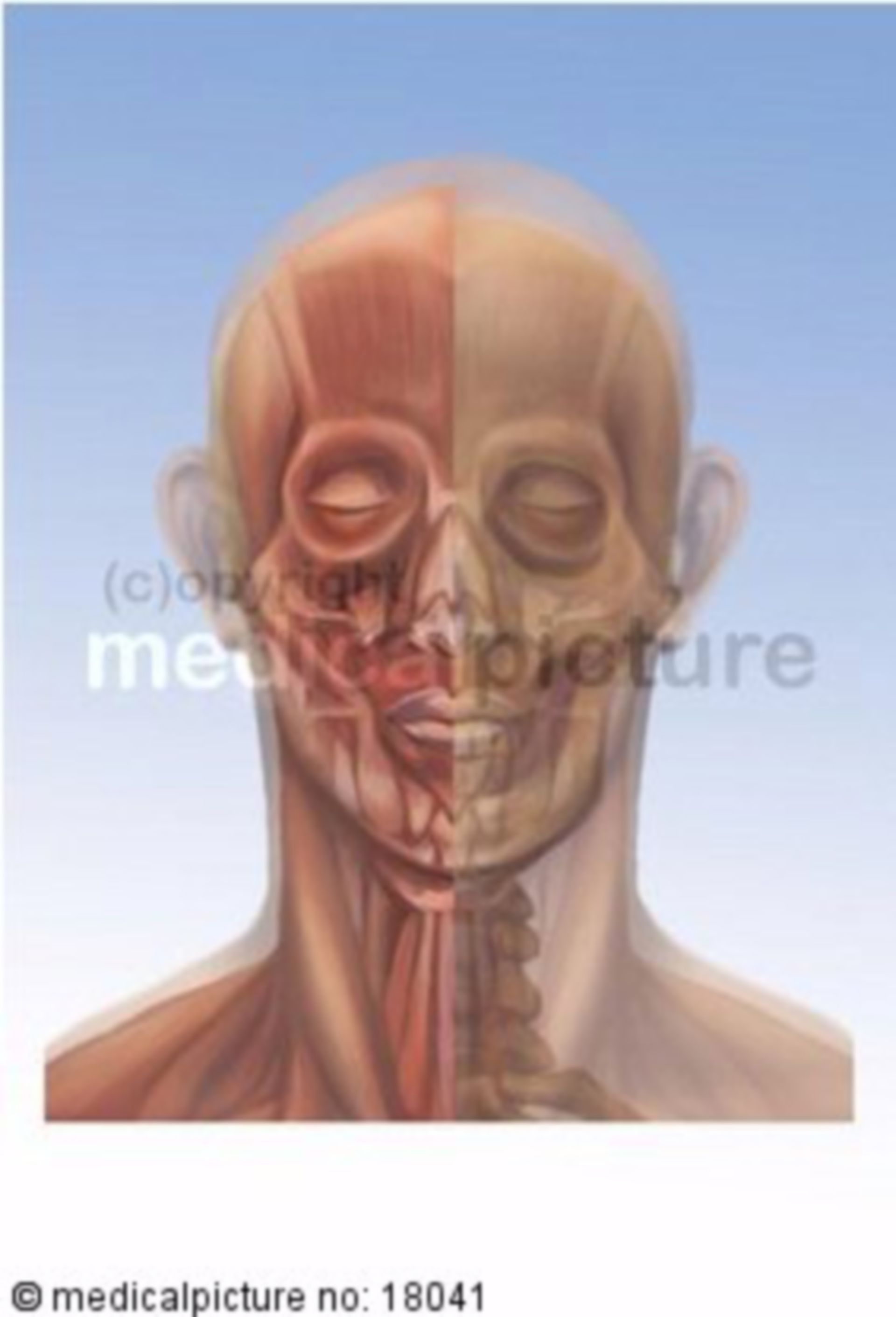 Plastische Darstellung der Kopf- und Halsmuskulatur 
