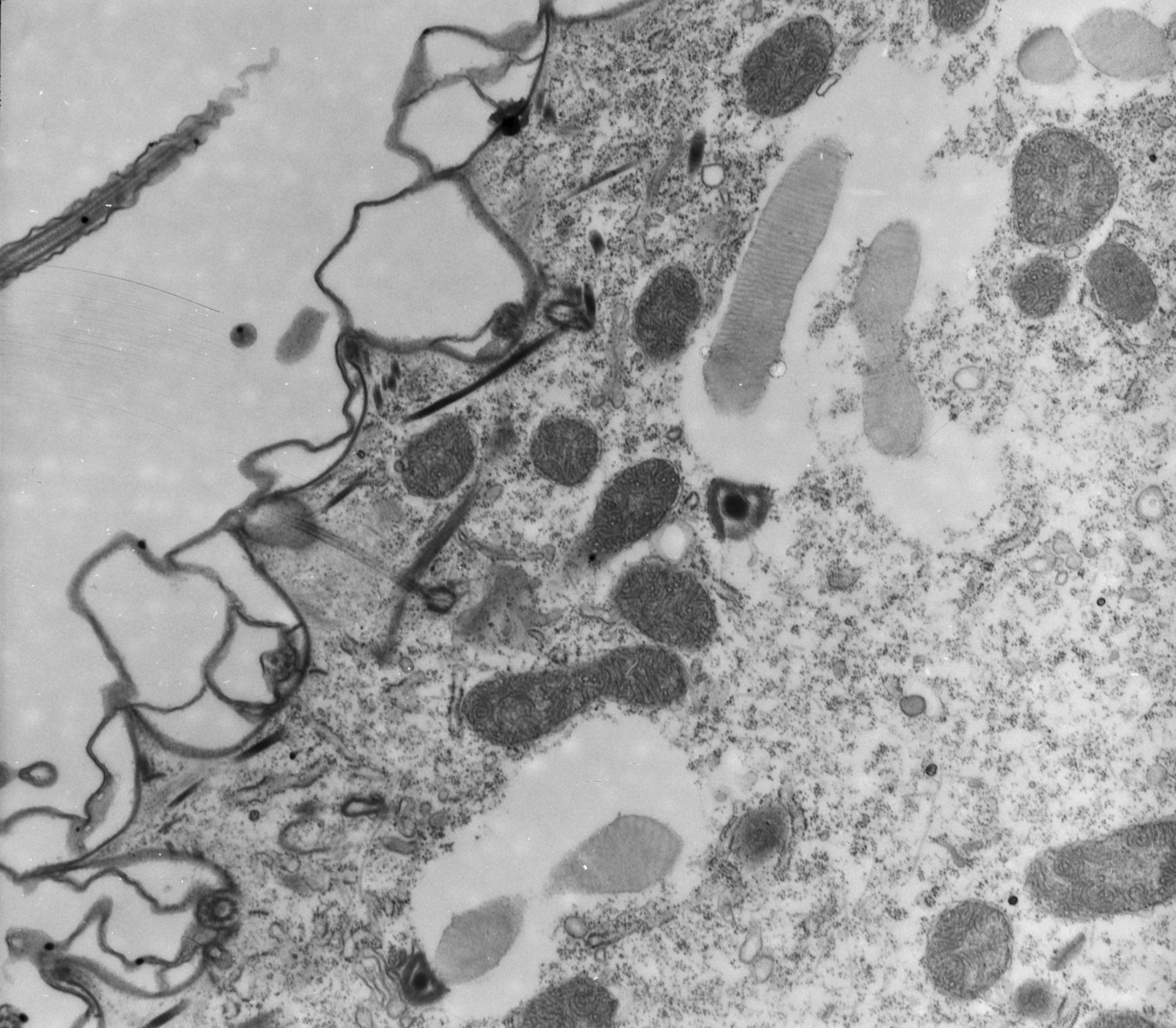 Paramecium multimicronucleatum (Trichocyst) - CIL:12073