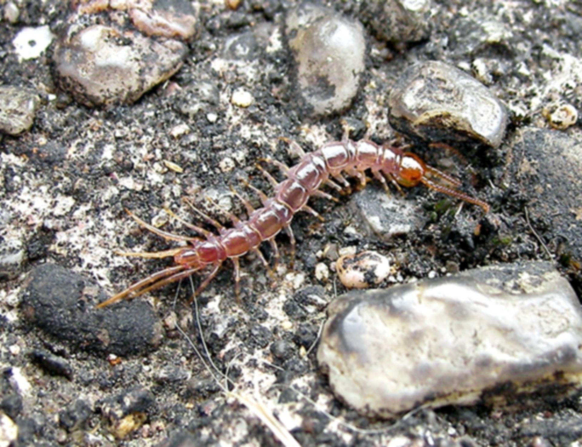 Myriapoda - Lithobius forficatus