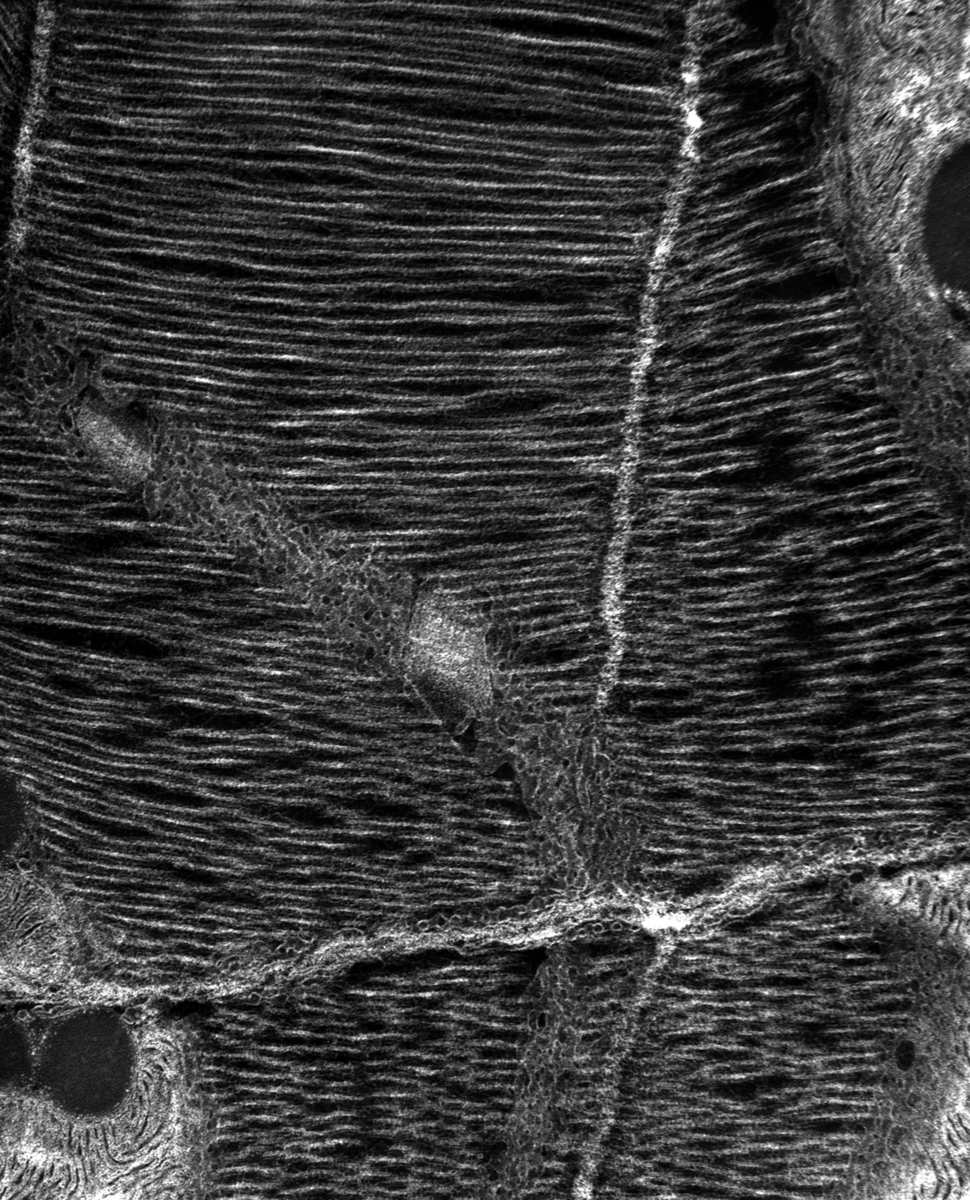 Damselfly (T-tubule) - CIL:37364