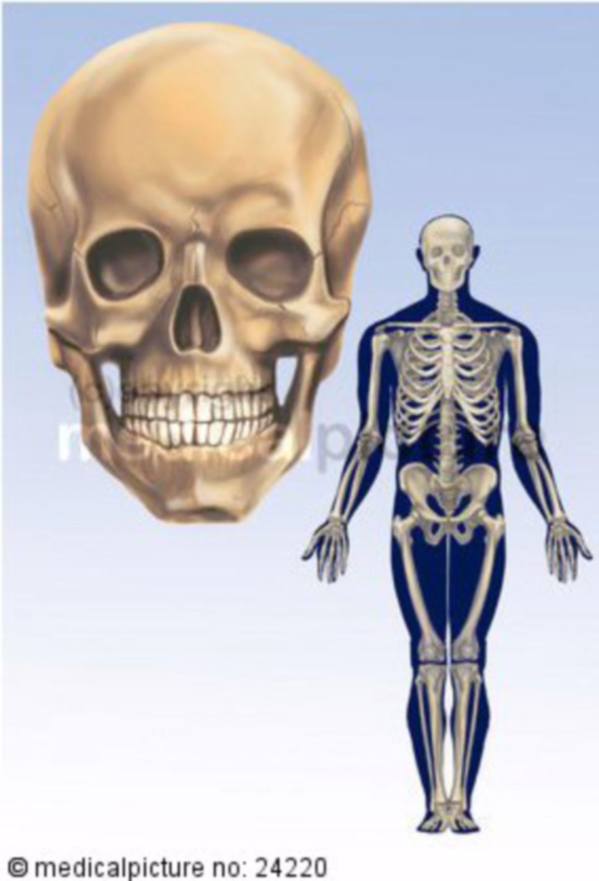  Menschliches Skelett und Schädel 
