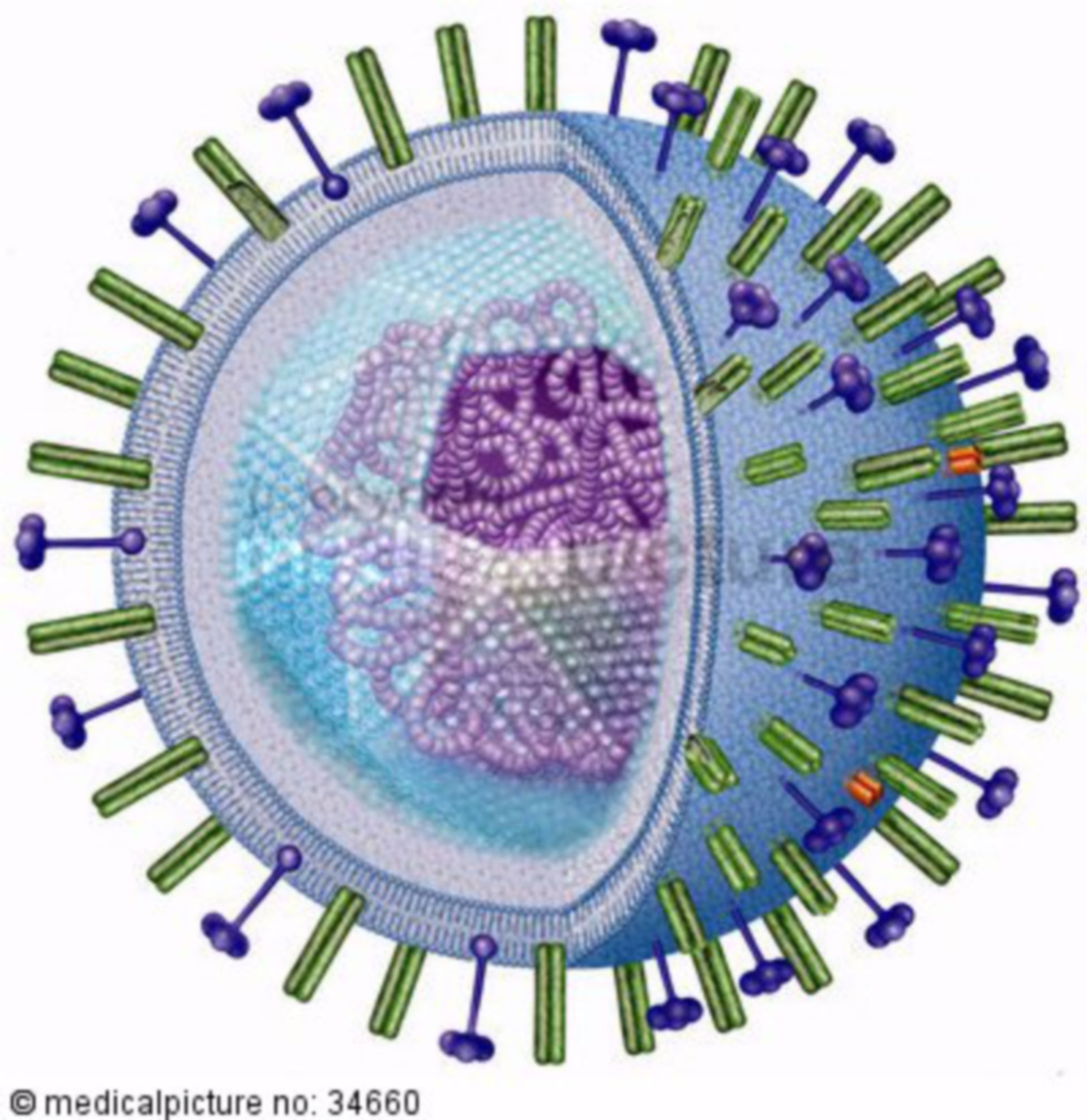 Grippevirus