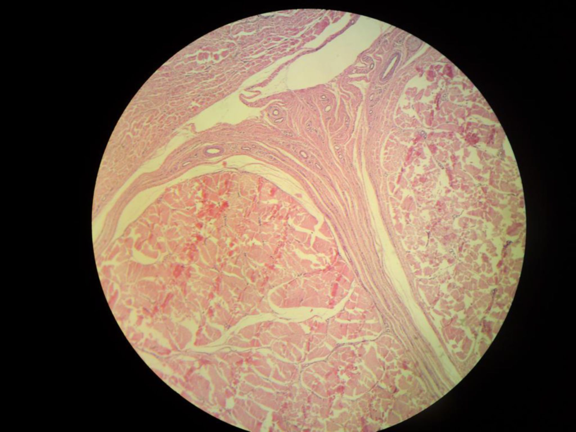 Taut connective tissue - tendon transverse section, dog