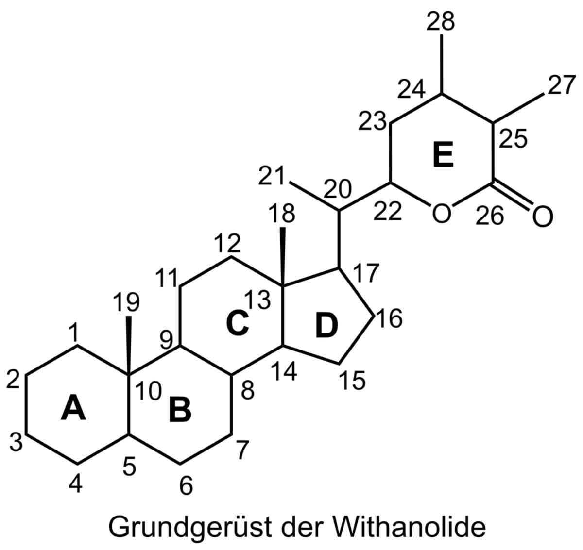 Grundgerüst der Withanolide