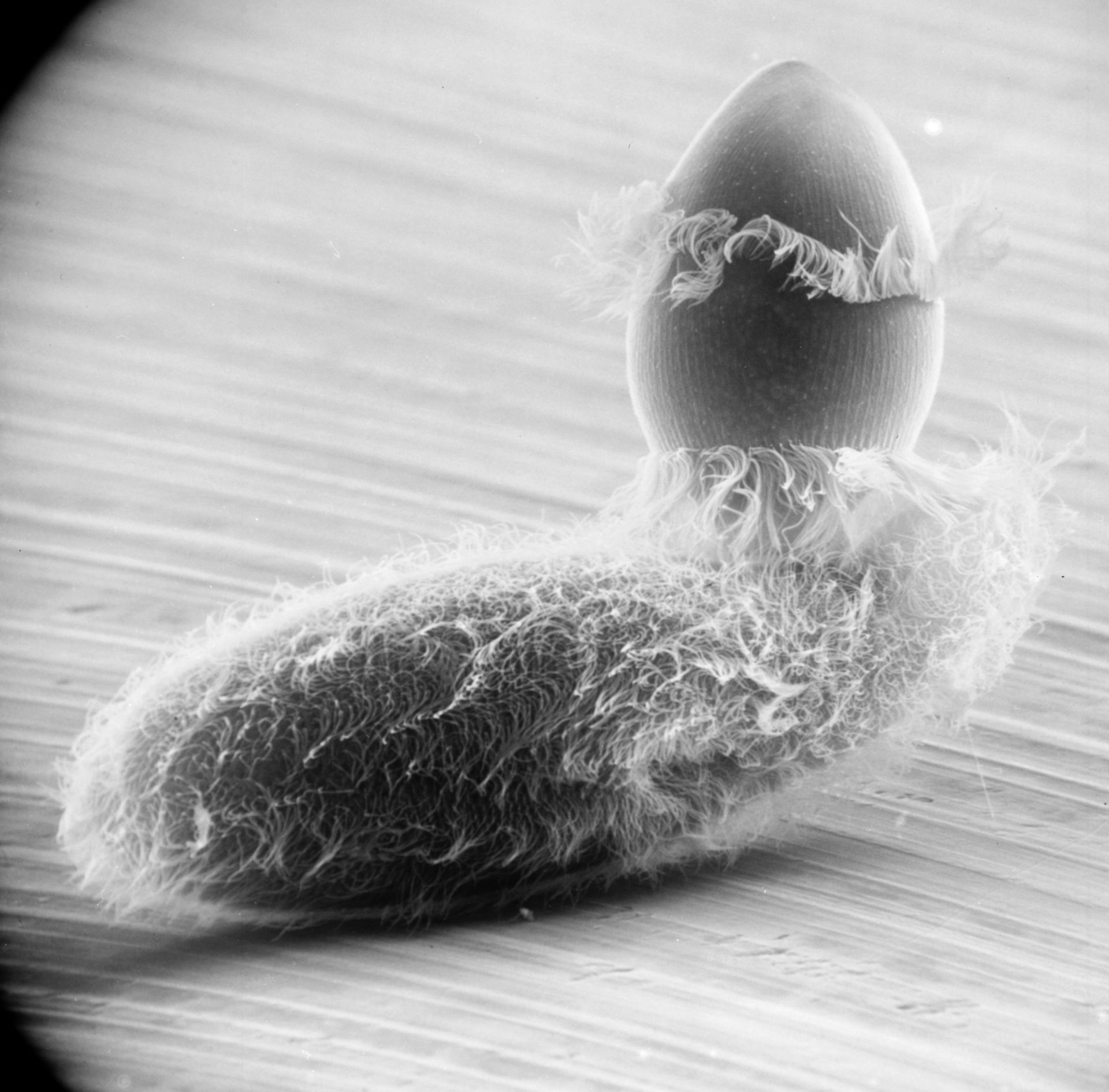 Paramecium sp. (Cell surface) - CIL:22782