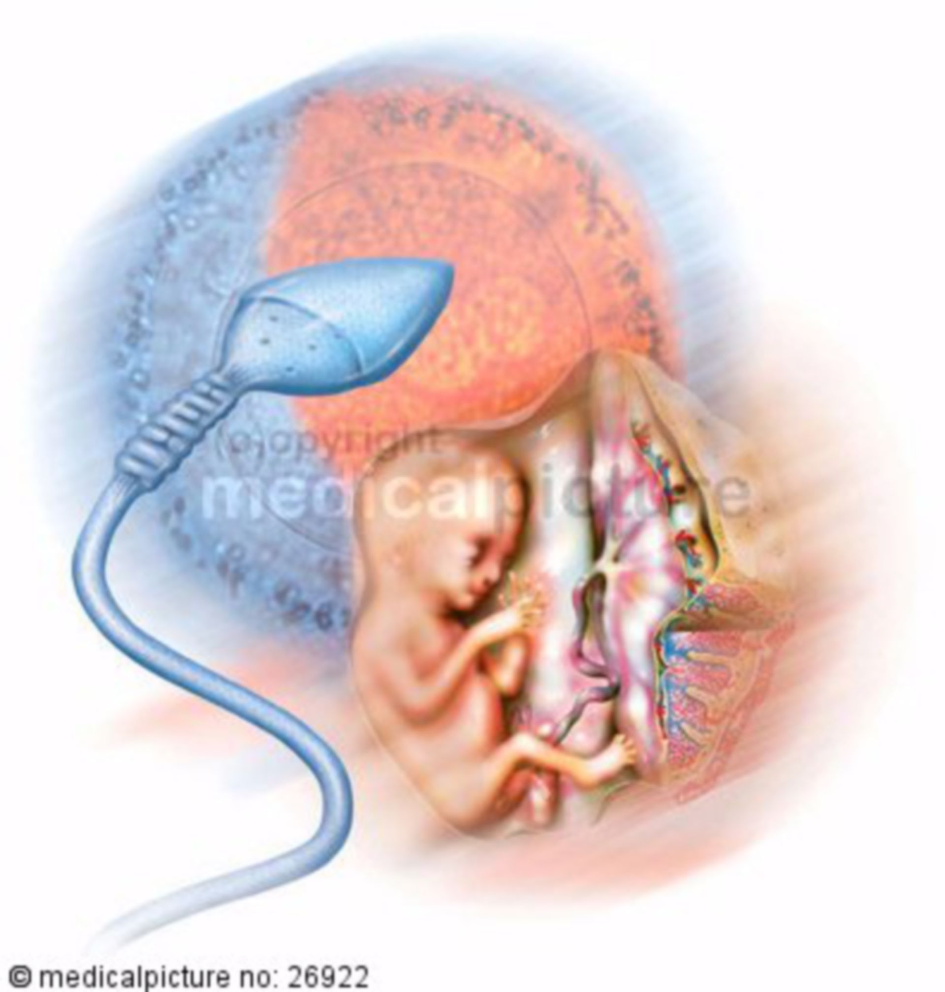 Embryo mit Plazenta, Spermium