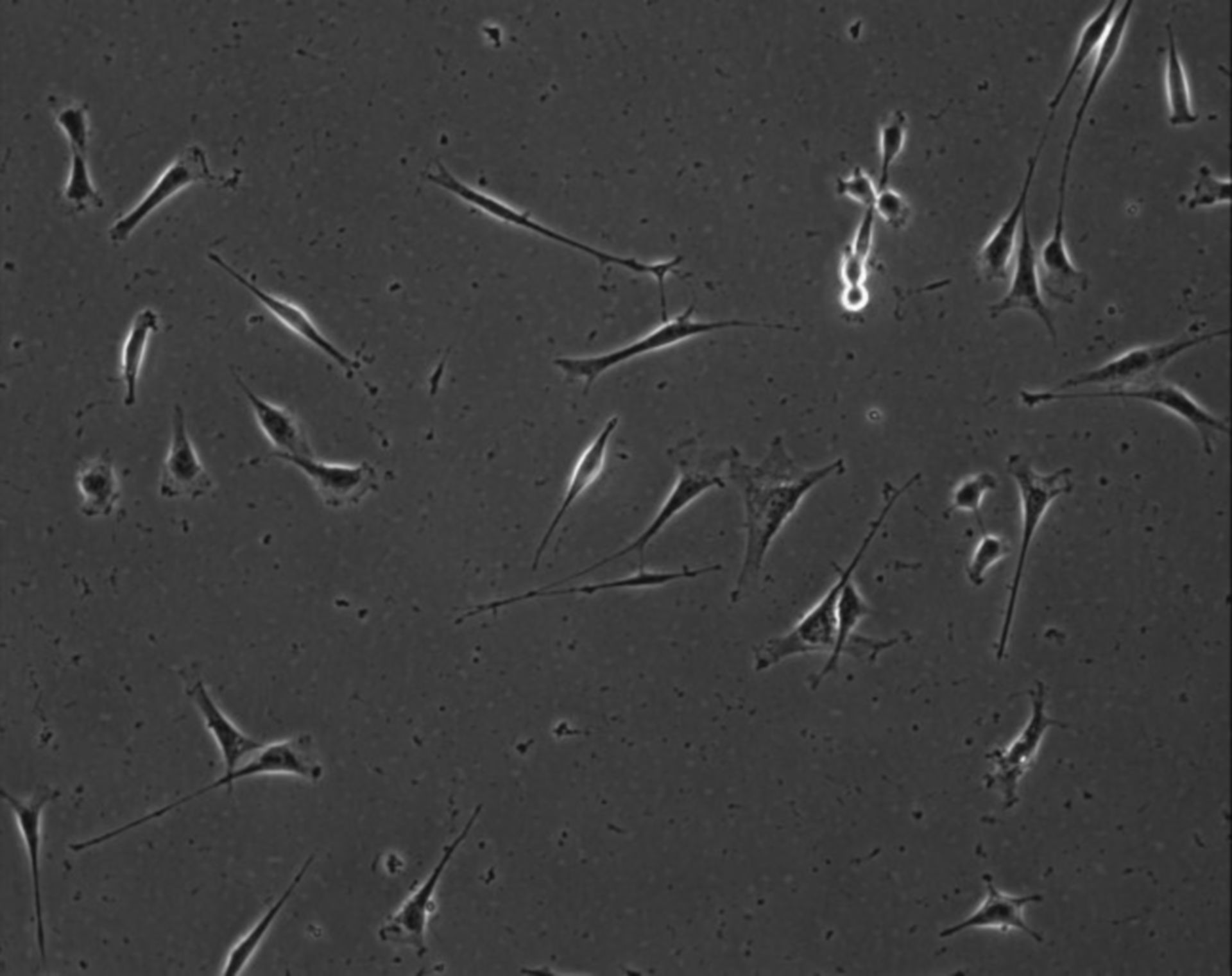 Mus musculus (Extracellular matrix part) - CIL:8898