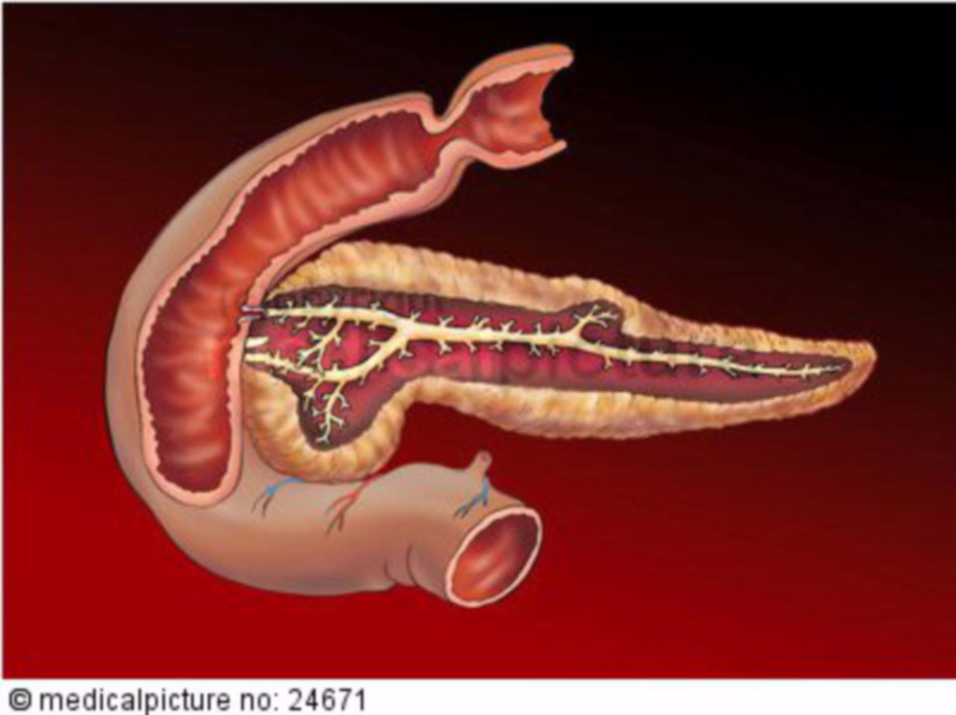 Human pancreas