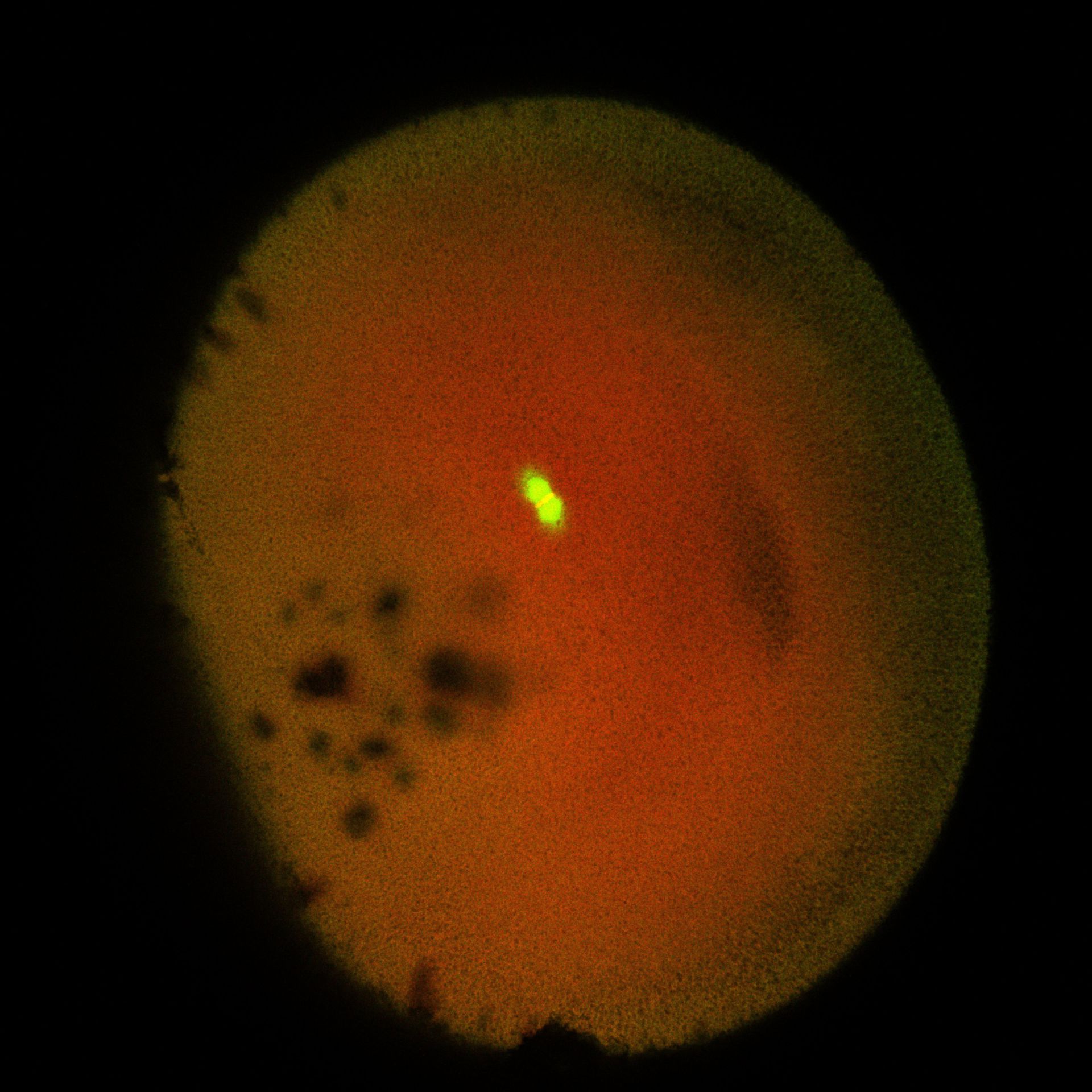 Xenopus laevis (DNA) - CIL:36553