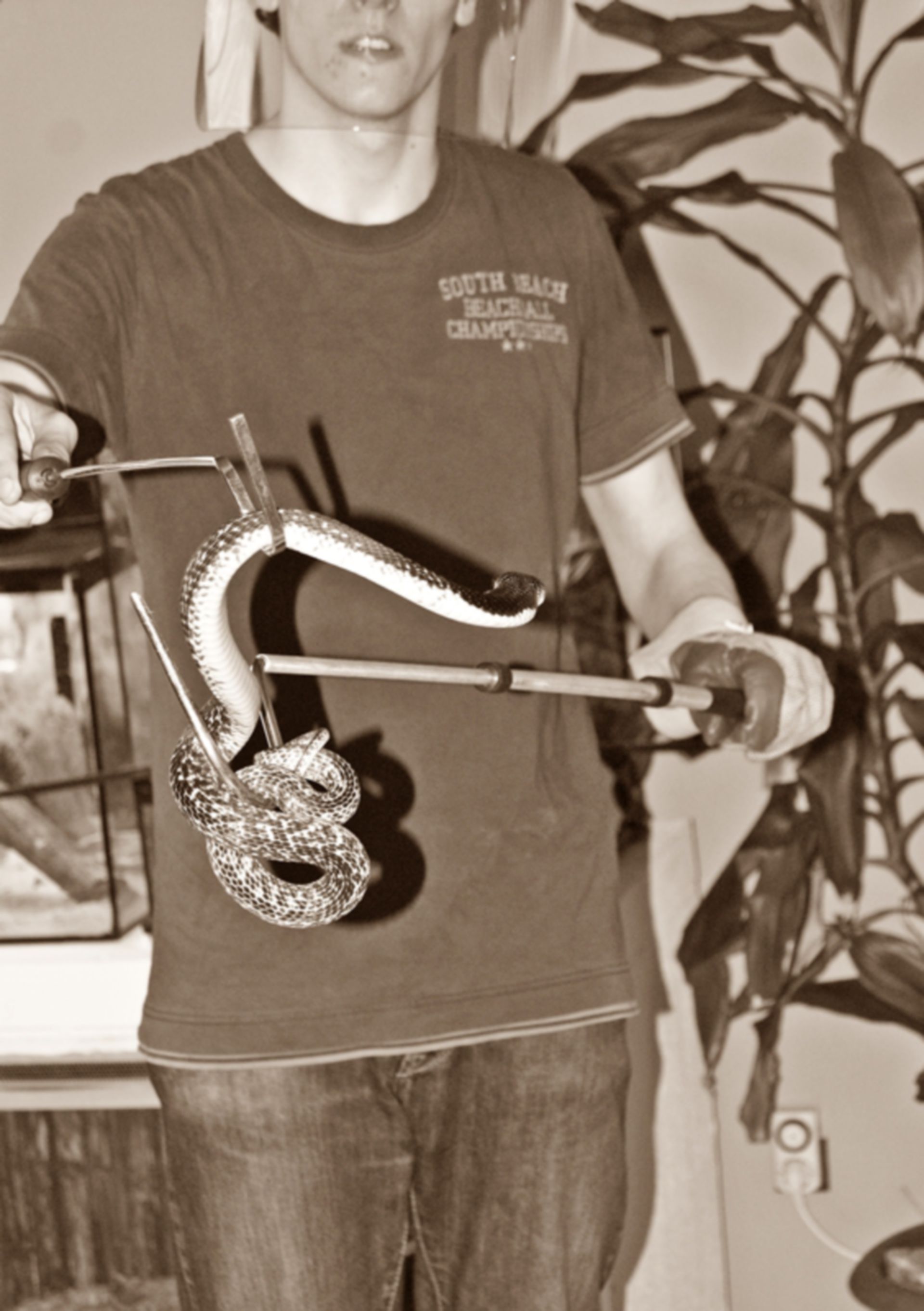 Handling of a poisonous snake