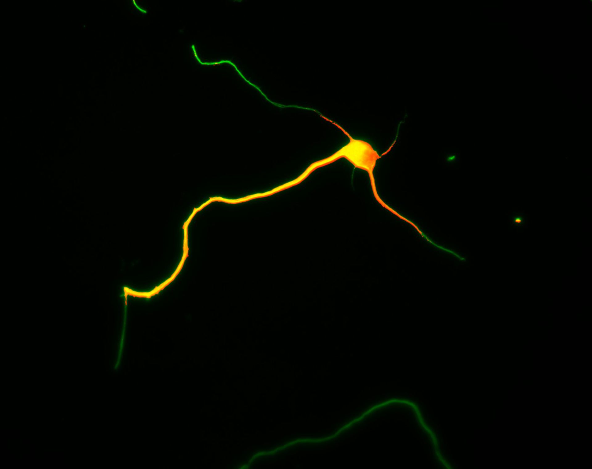 Rattus (Dendrite) - CIL:8272