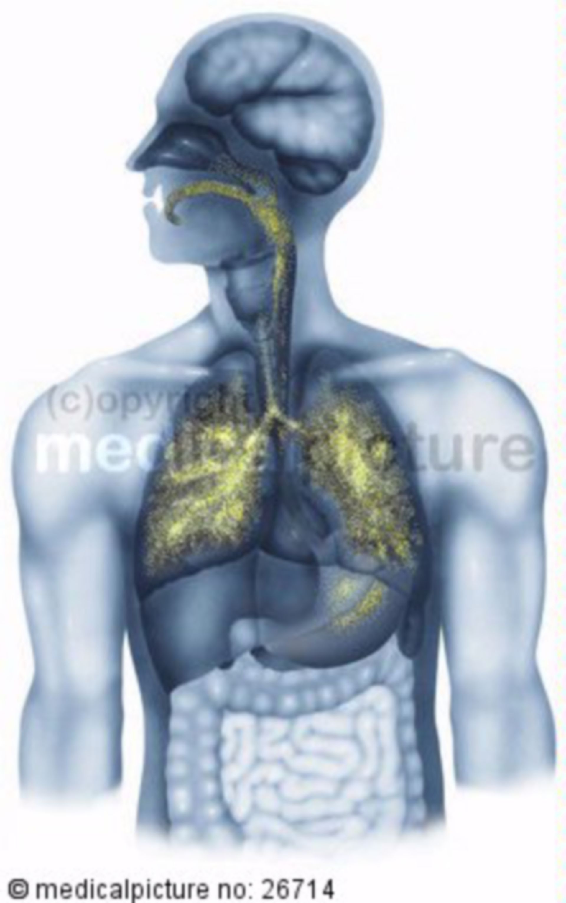 Upper body with depiction of respiratory tract