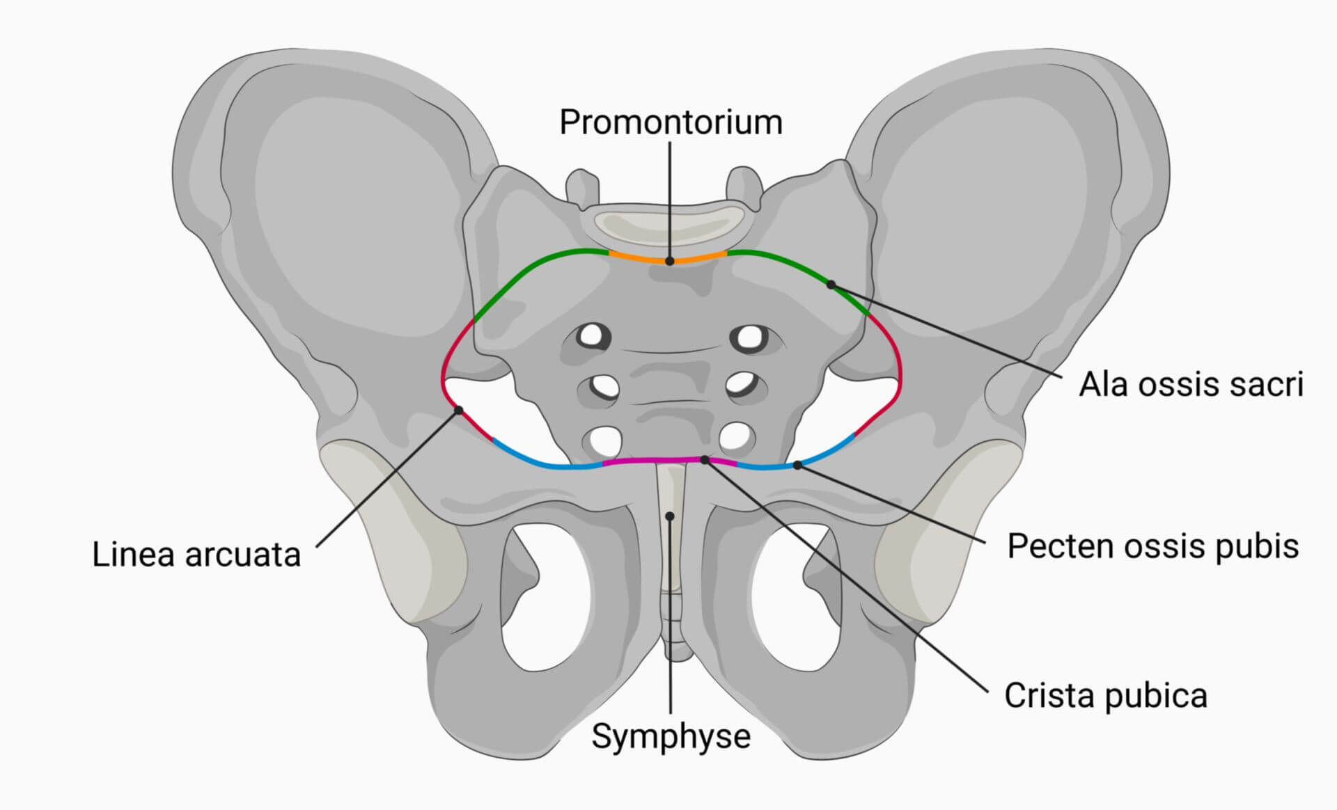 Linea Terminalis DocCheck