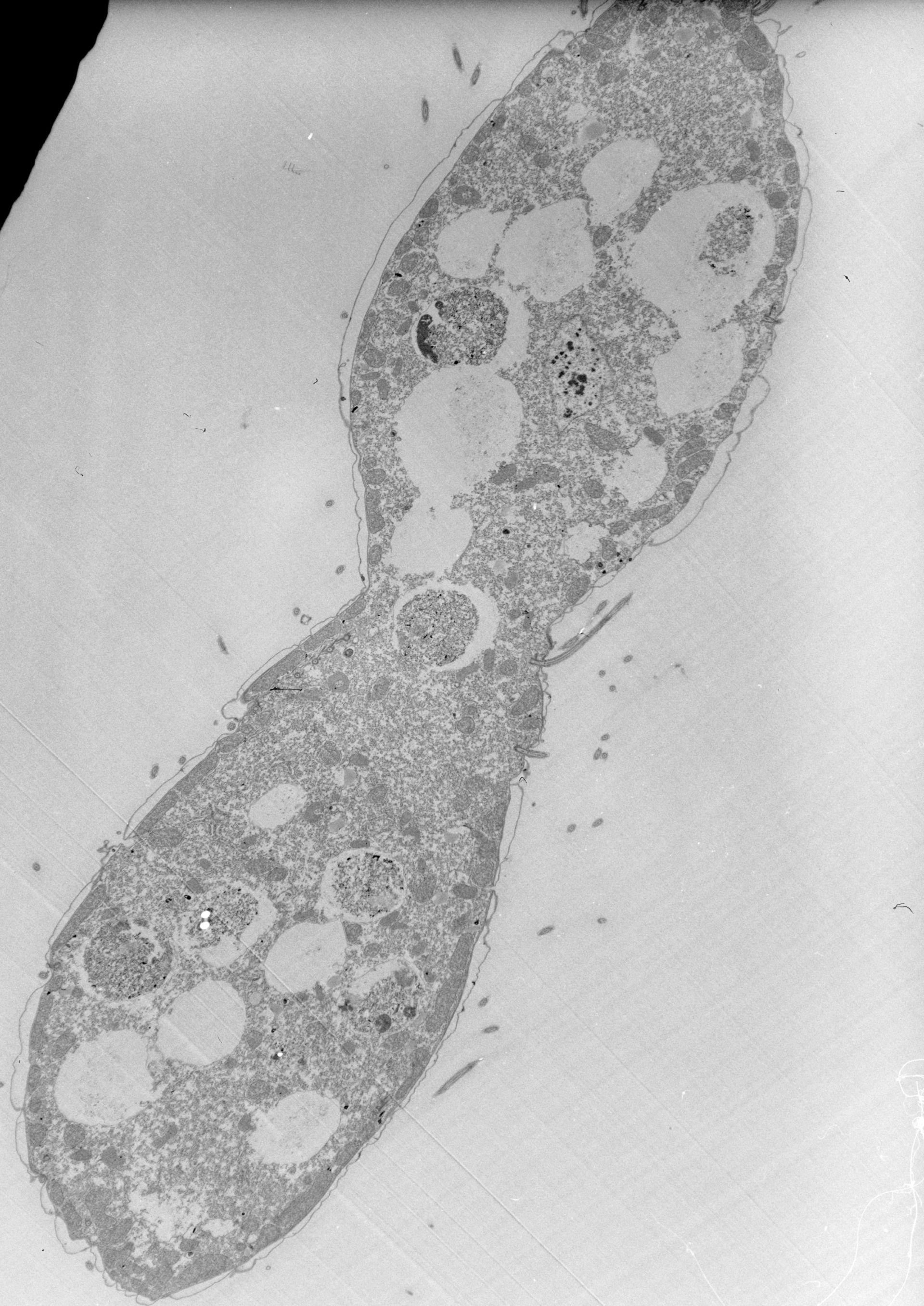 Tetrahymena pyriformis (Cell) - CIL:39801