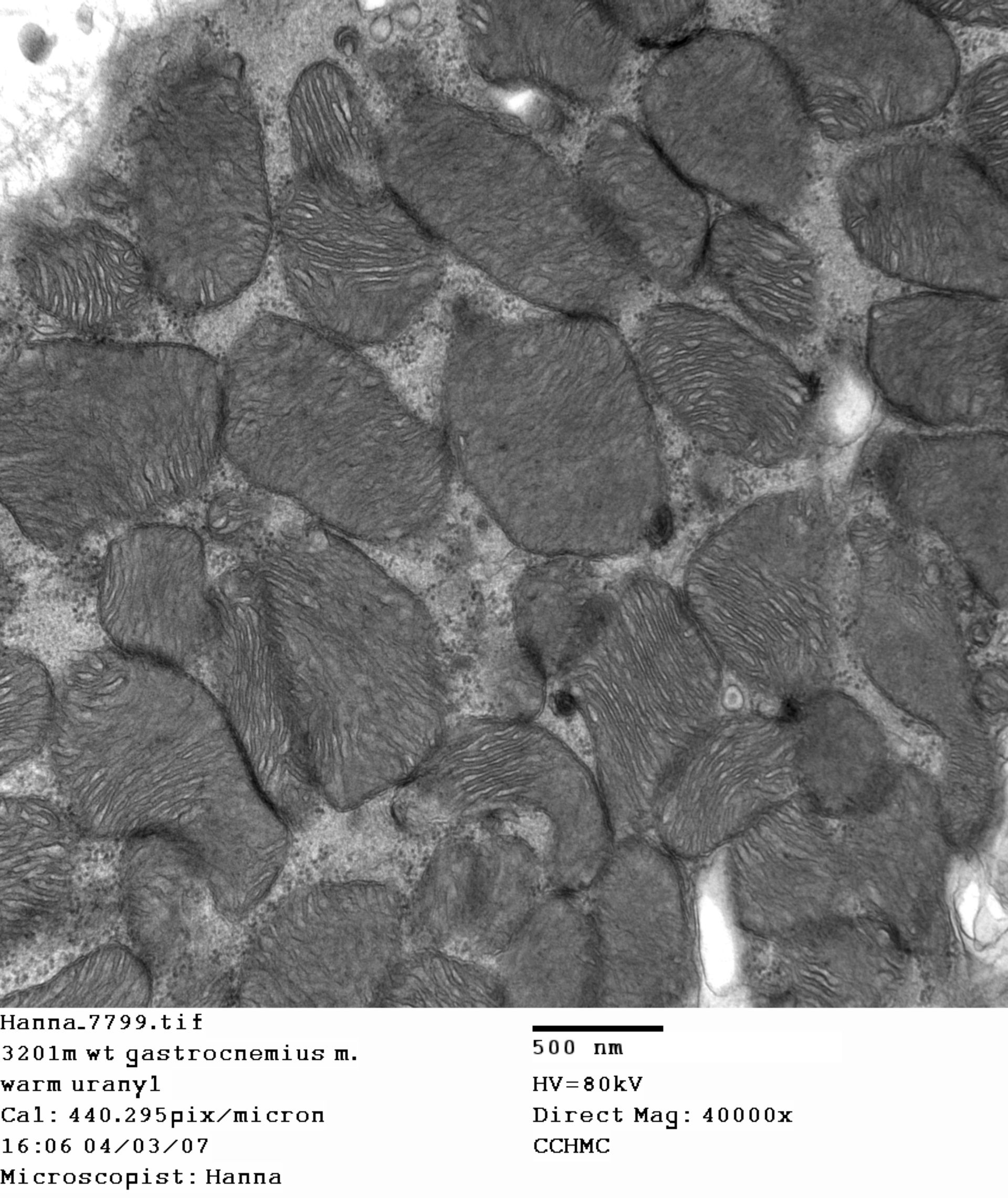 Mus musculus (Dystroglykan-Komplex) - CIL:348