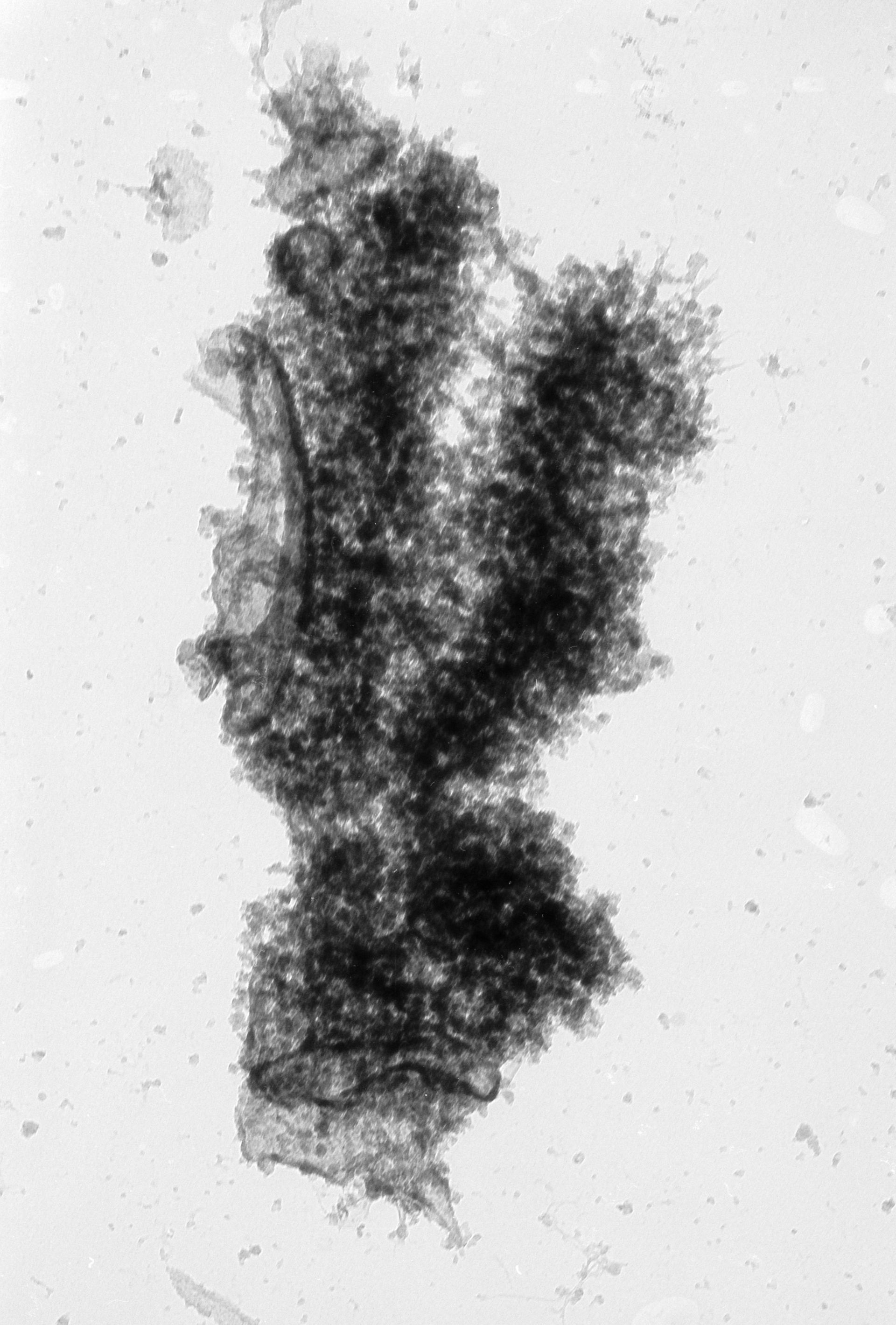 Cricetulus griseus (Nuclear chromosome) - CIL:40701