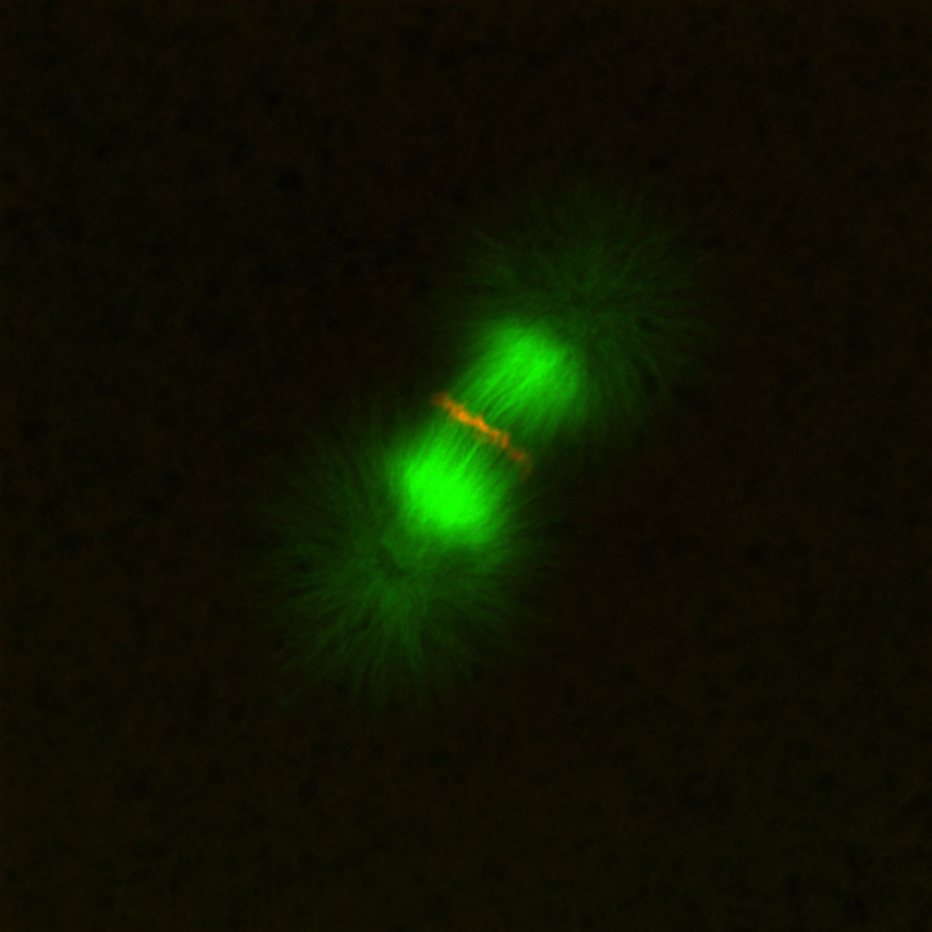 Xenopus laevis (DNA) - CIL:36563