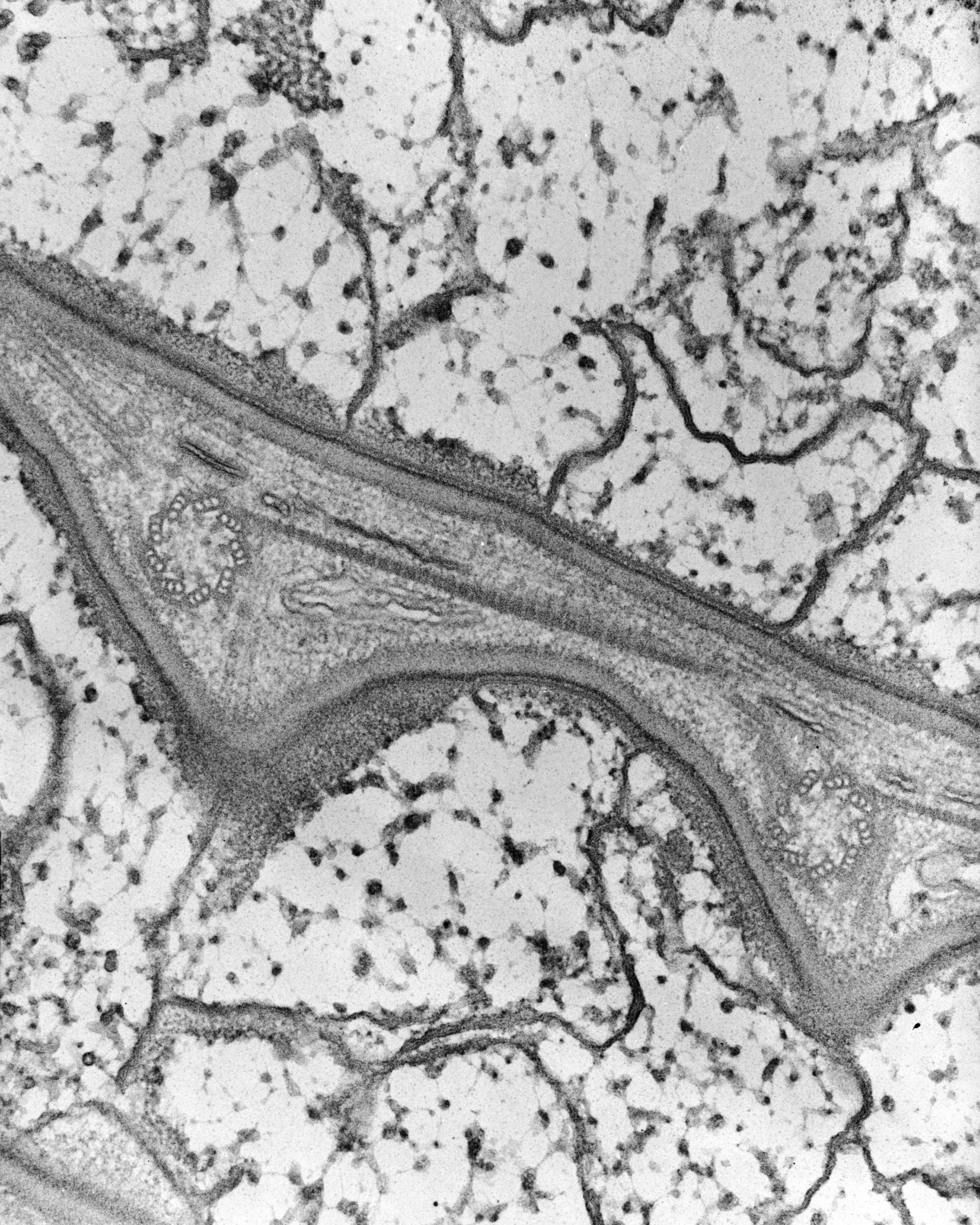 Nassula (Cytoskeleton) - CIL:7663