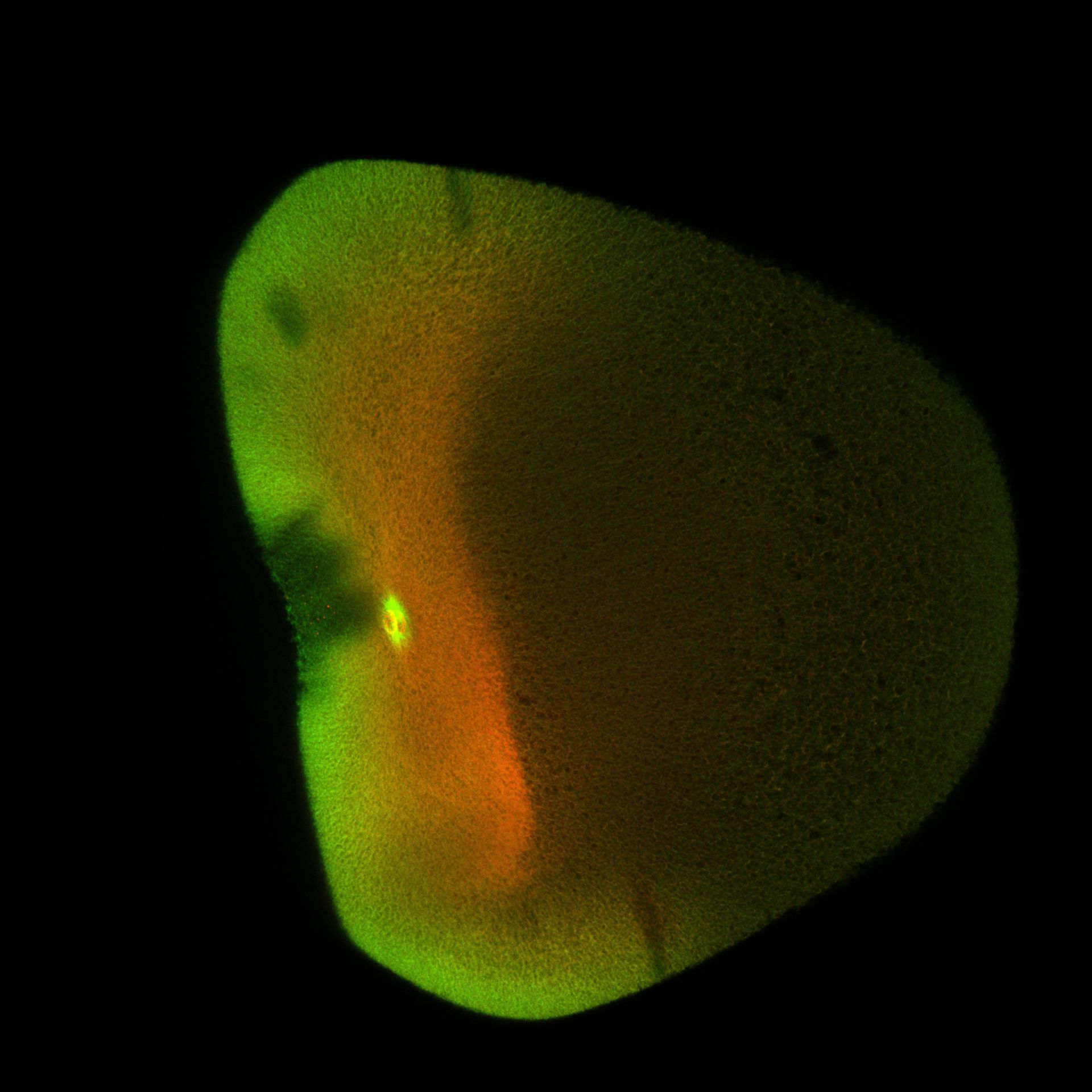 Xenopus laevis (DNA) - CIL:36517