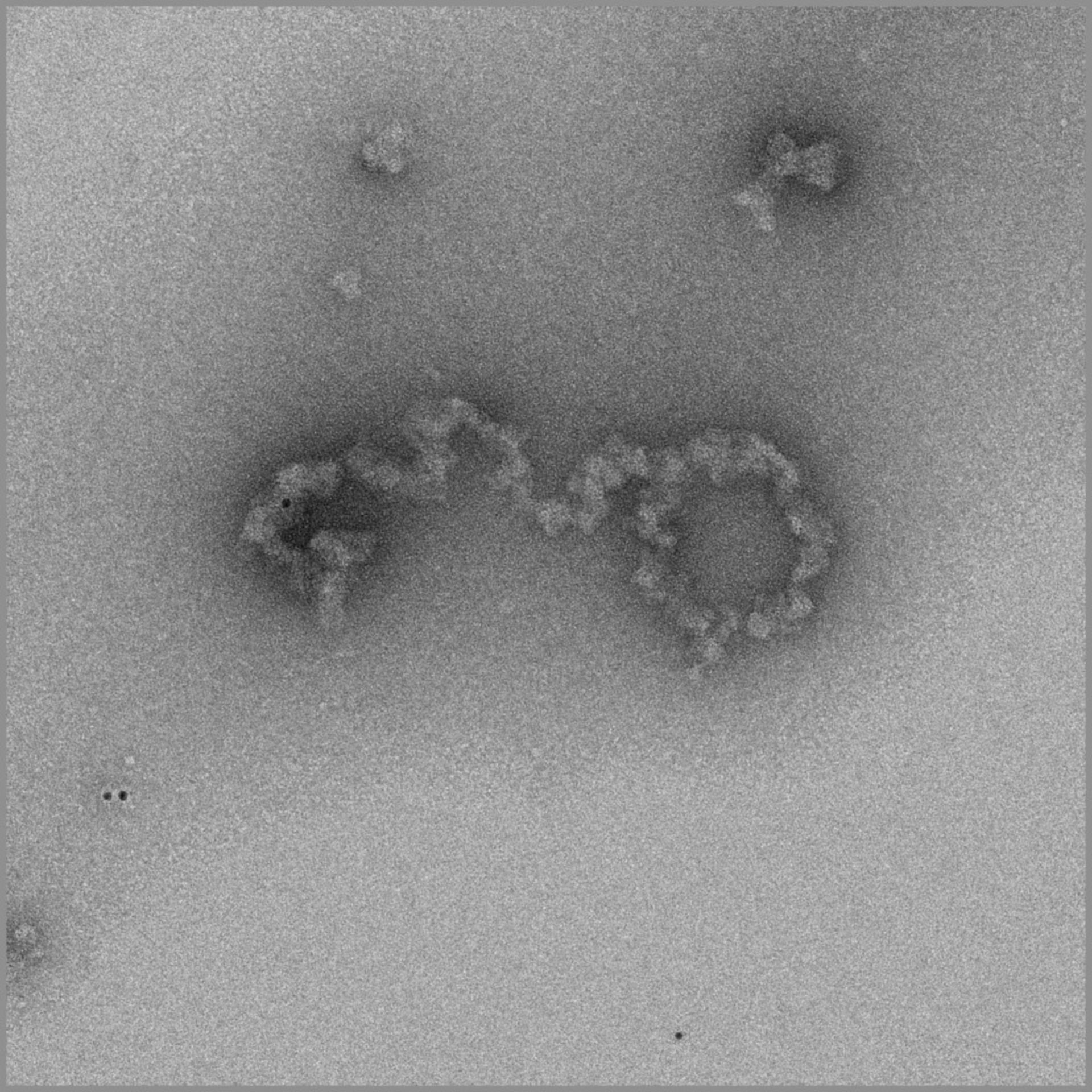 Gallus gallus gallus (Erythrocyte) - CIL:125
