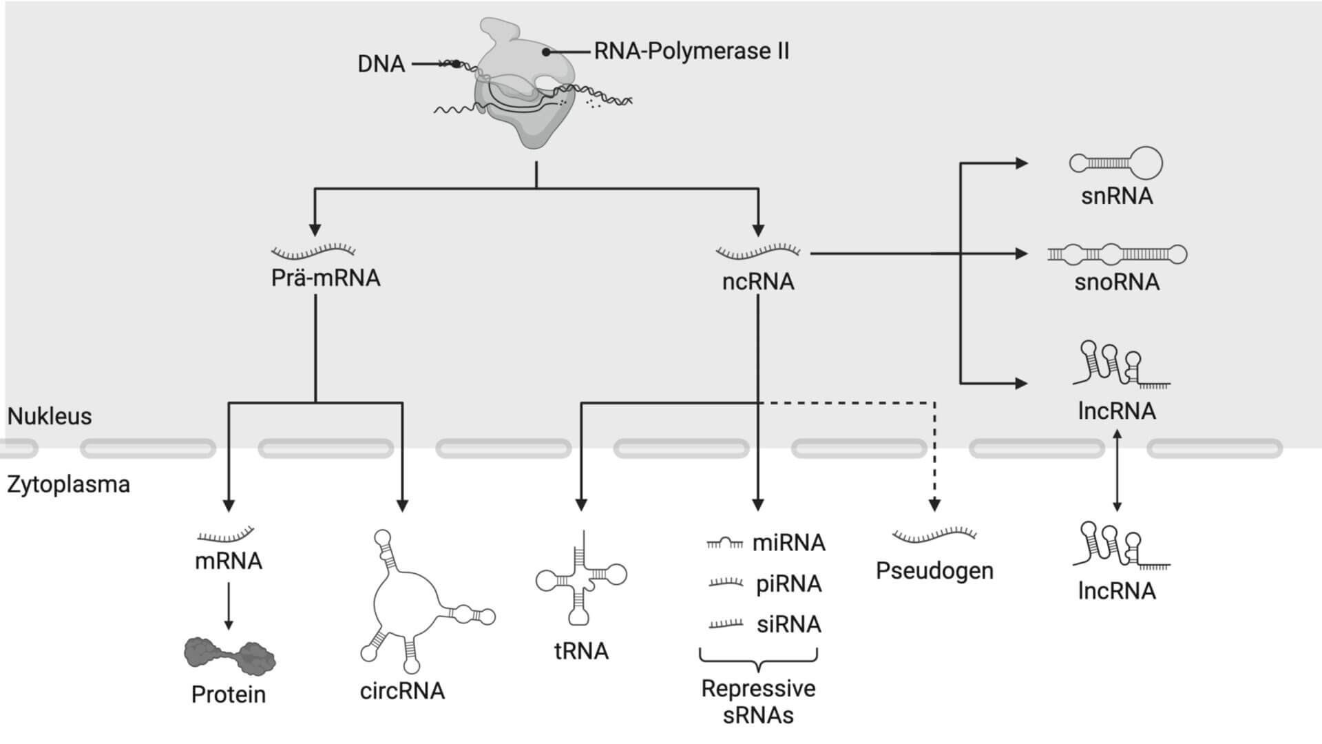 Verschiedene Arten von Coding- und non-coding-RNA
