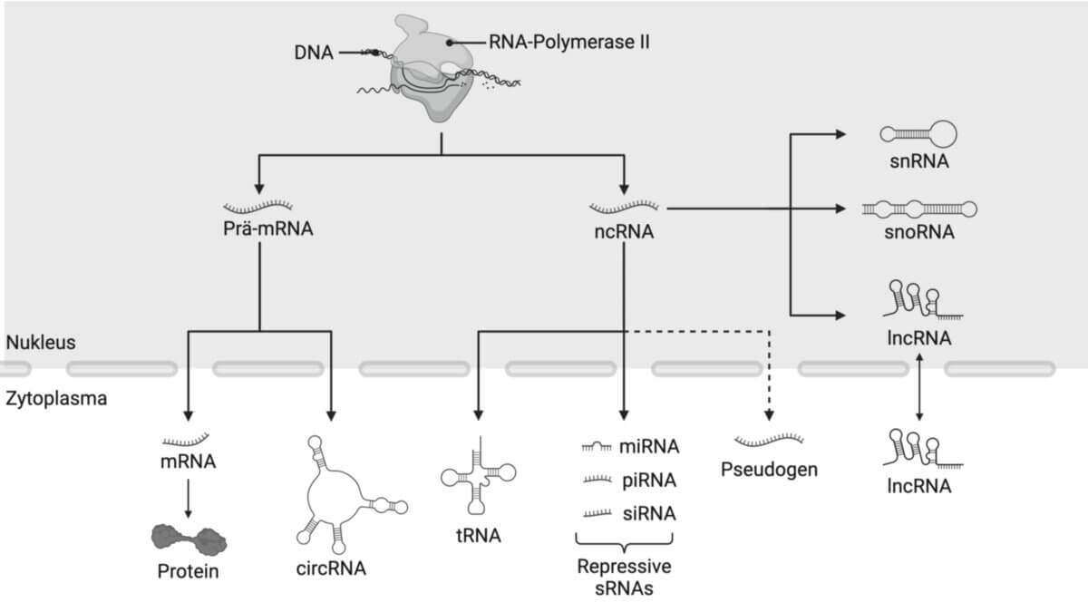 Verschiedene Arten von Coding- und non-coding-RNA