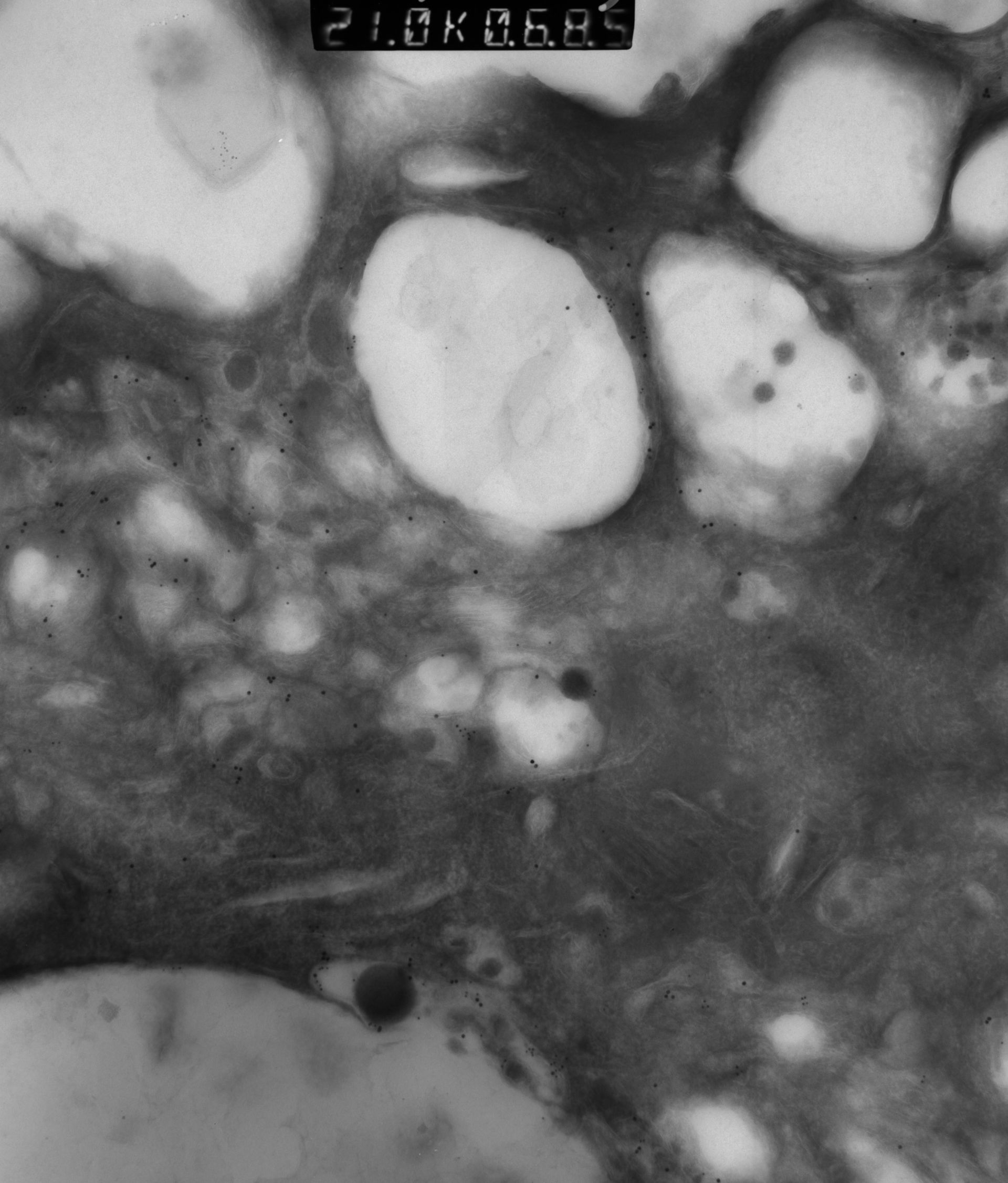 Rattus rattus (Mitochondrion) - CIL:12957