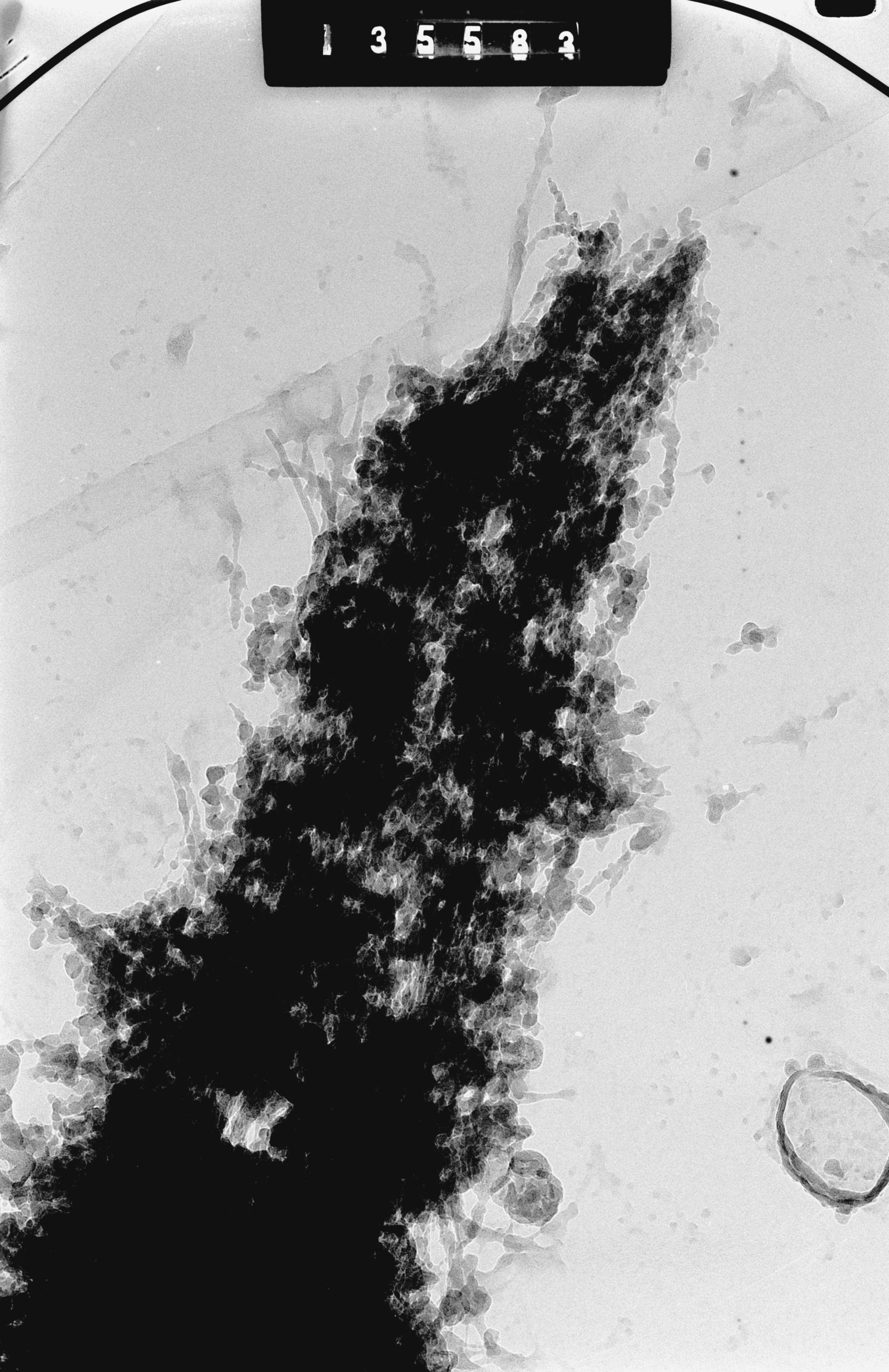 Cricetulus griseus (Nuclear chromosome) - CIL:41713