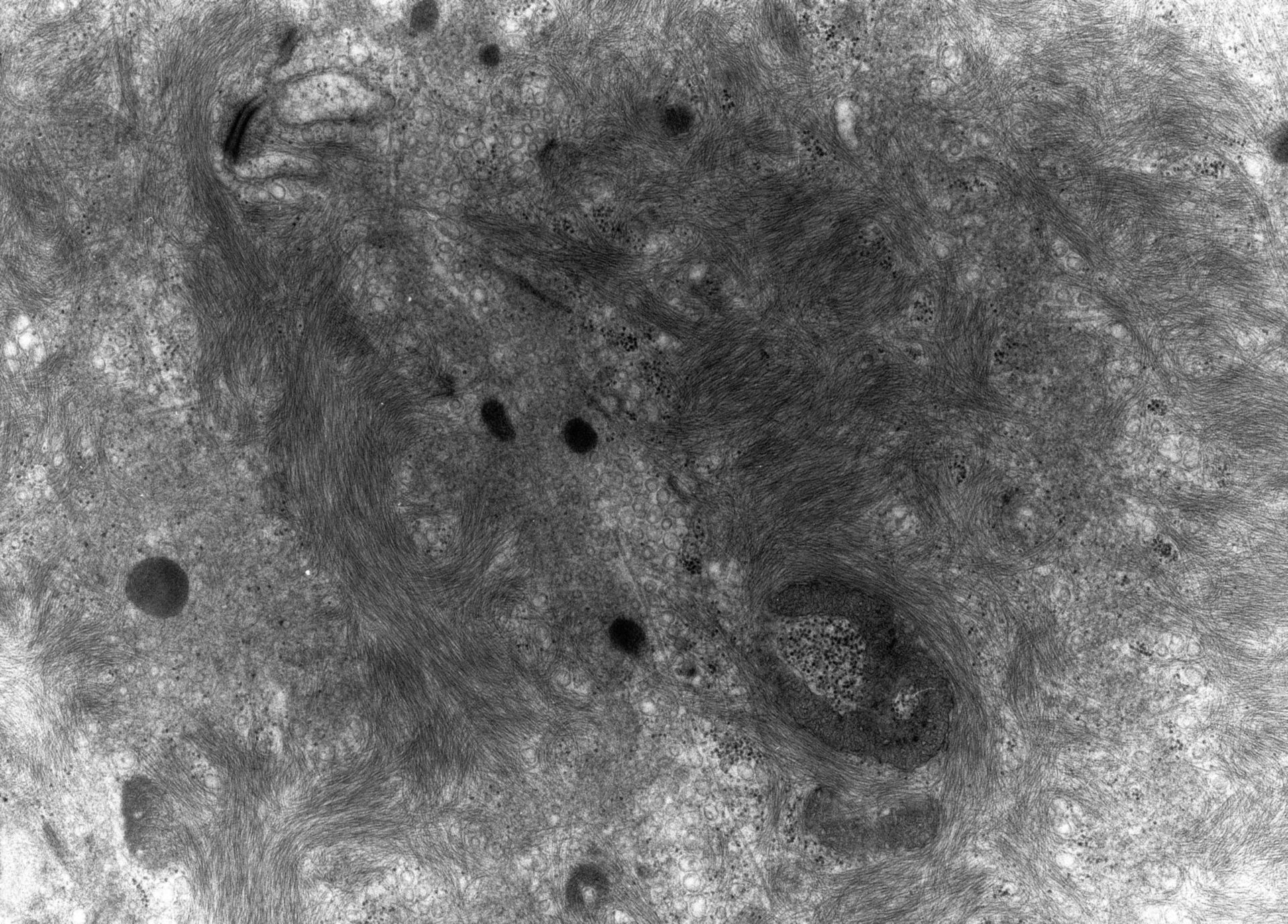 Rana catesbeiana (Plasma membrane) - CIL:10055