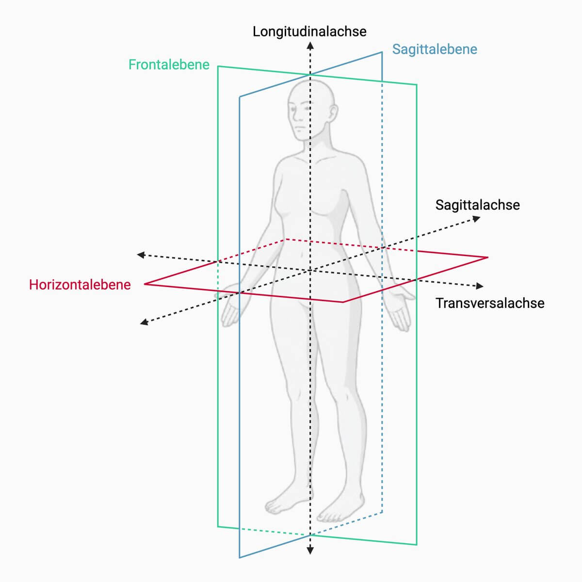 Körperachsen und -Ebenen