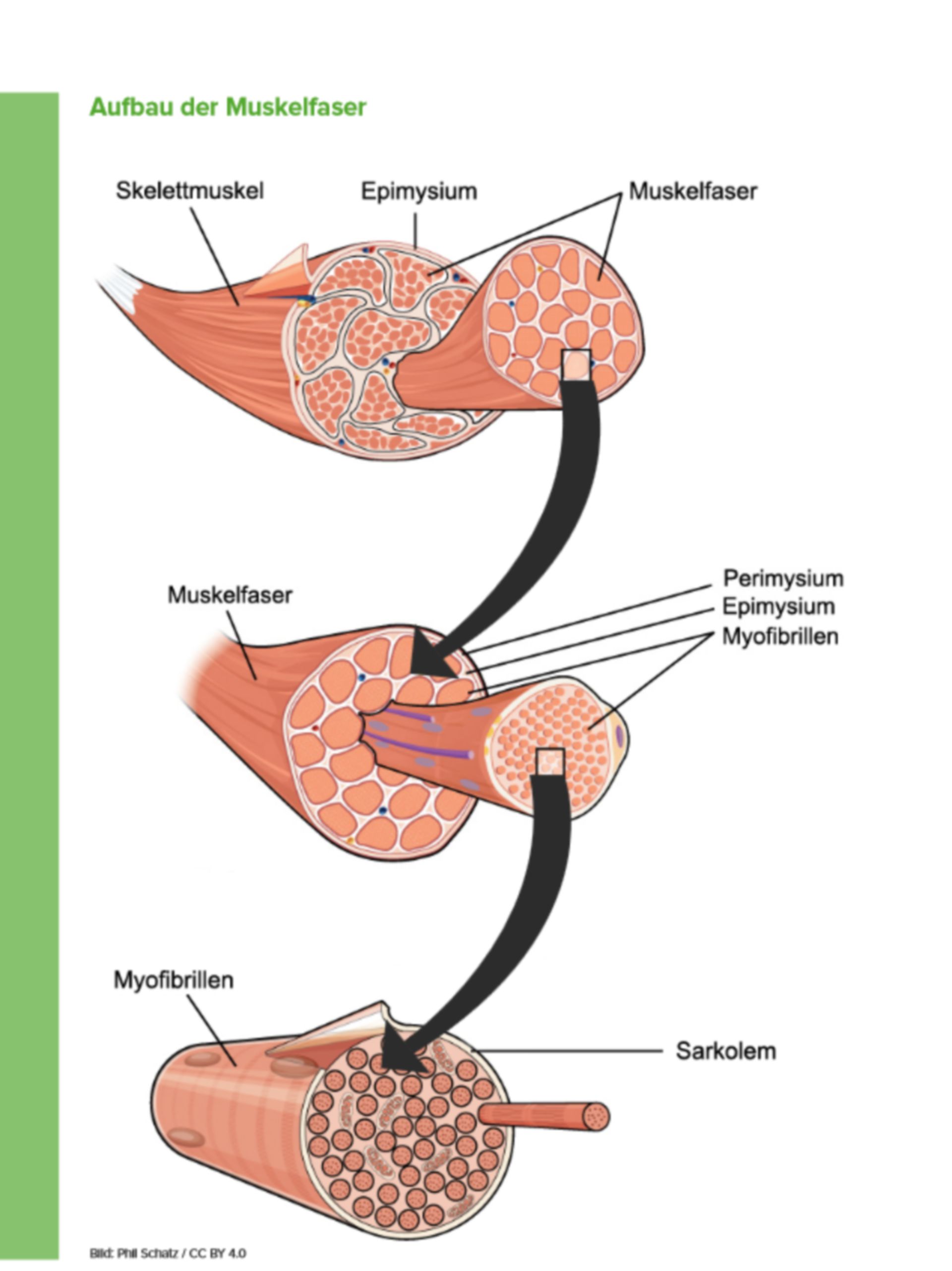 Aufbau der Muskelfaser