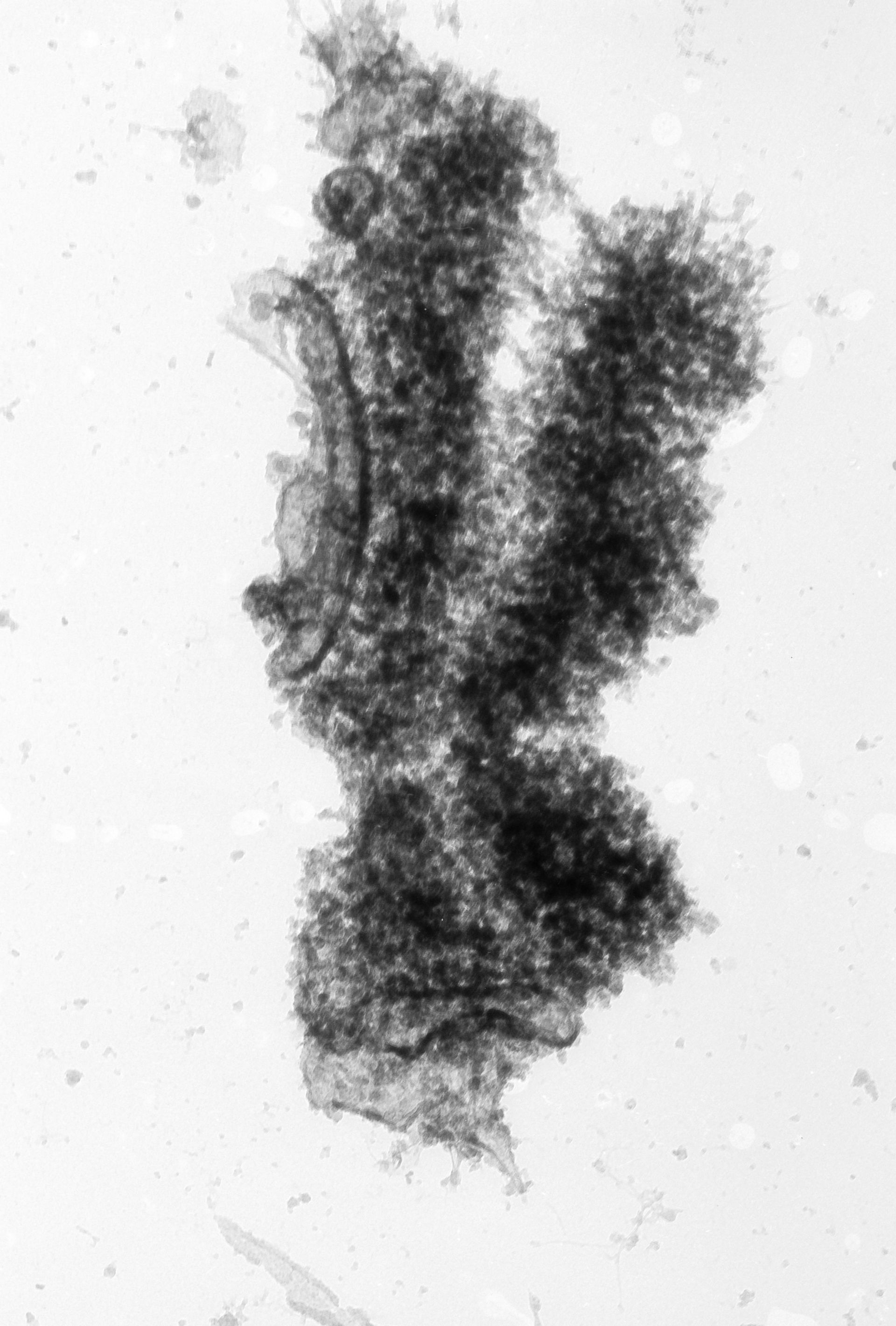 Cricetulus griseus (Nuclear chromosome) - CIL:40702