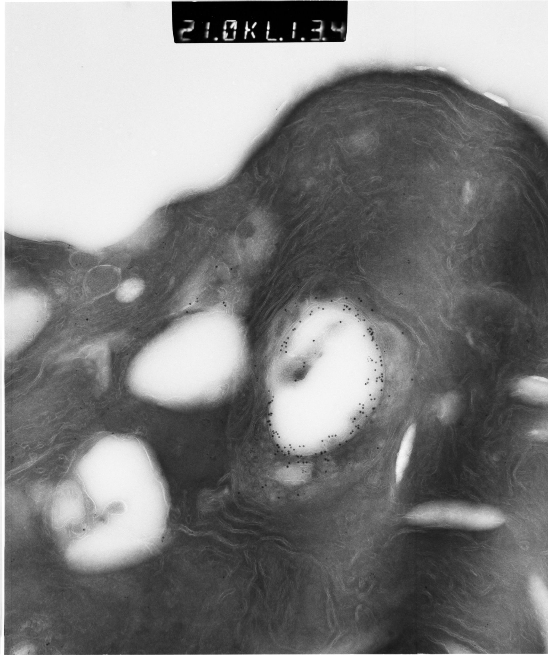 Rattus rattus (Mitochondrion) - CIL:12925